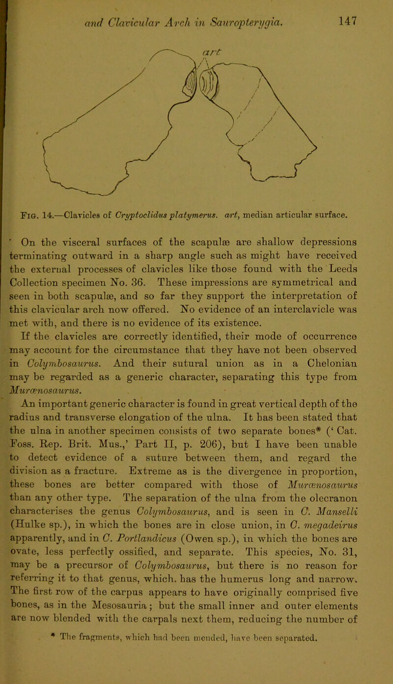Fie. 14.—Clavicles of Cryptoclidm platymerus. art, median articular surface. ' On the visceral surfaces of the scapulae are shallow depressions terminating outward in a sharp angle such as might have received the external processes of clavicles like those found with the Leeds Collection specimen No. 36. These impressions are symmetrical and seen in both scapulae, and so far they support the interpretation of this clavicular arch now offered. No evidence of an interclavicle was met with, and there is no evidence of its existence. If the clavicles are correctly identified, their mode of occurrence may account for the circumstance that they have not been observed in Colymbosaurus. And their sutural union as in a Chelonian may be regarded as a generic character, separating this type from Murcenosaurus. An important generic character is found in great vertical depth of the radius and transverse elongatiou of the ulna. It has been stated that the ulna in another specimen consists of two separate bones* (‘ Cat. Foss. Rep. Brit. Mus.,’ Part II, p. 206), but I have been unable to detect evidence of a suture between them, and regard the division as a fracture. Extreme as is the divergence in proportion, these bones are better compared with those of Murcenosaurus than any other type. The separation of the ulna from the olecranon characterises the genus Colymbosaurus, and is seen in C. Manselli (Hulke sp.), in which the bones are in close union, in C. megadeirus apparently, and in C. Portlandicus (Owen sp.), in which the bones are ovate, less perfectly ossified, and separate. This species, No. 31, may be a precursor of Colymbosaurus, but there is no reason for referring it to that genus, which, has the humerus long and narrow. The first row of the carpus appears to have originally comprised five bones, as in the Mesosauria; but the small inner and outer elements are now blended with the carpals next them, reducing the number of * The fragments, which had been mended, have been separated.