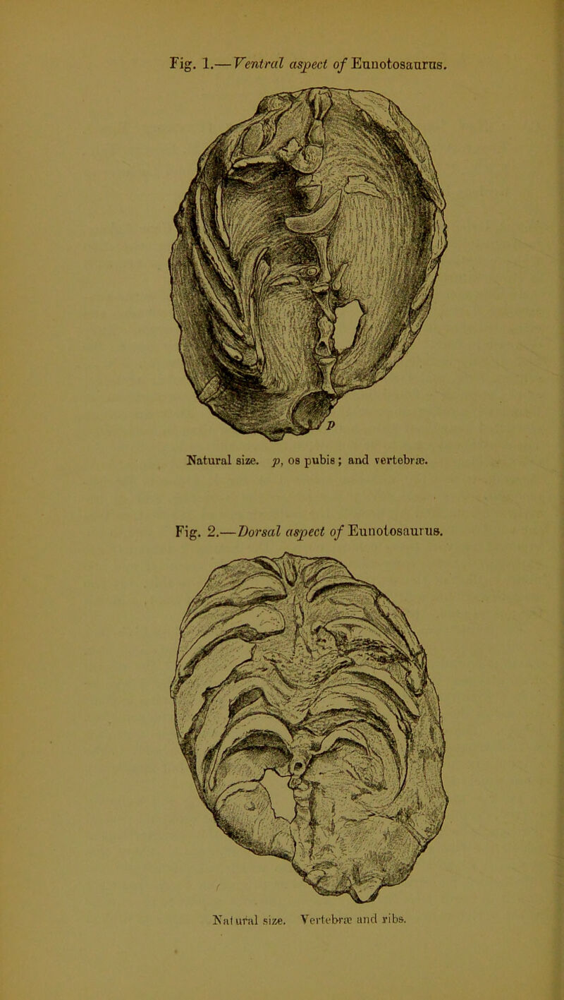 Fig, 1.— Ventral aspect 0/Euuotosaurns. Natural size, p, os pubis; and vertebra?. Fig. 2.—Dorsal aspect 0/Eunotosaurus. Nalur.il size. Verfebra' and ribs.
