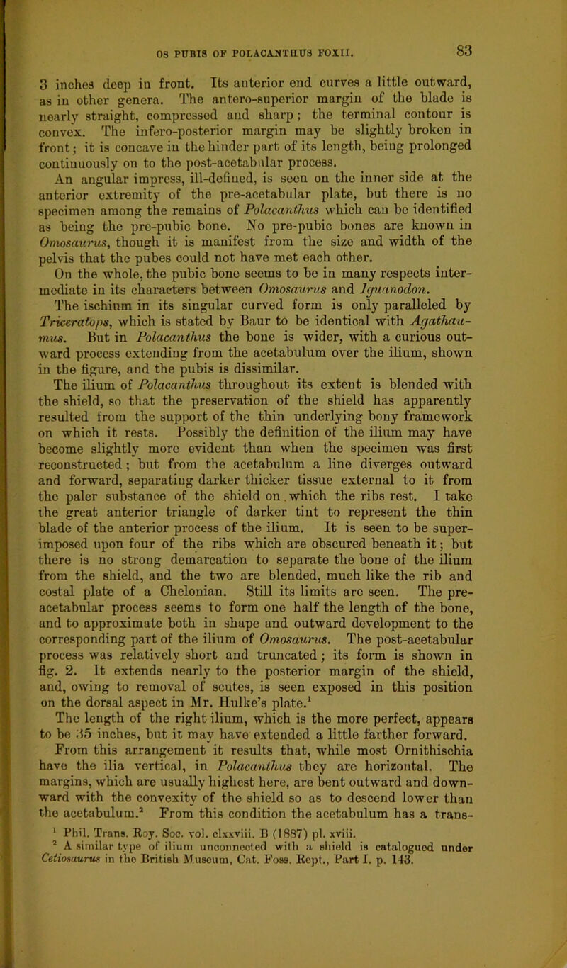 3 inches deep in front. Its anterior end curves a little outward, as in other genera. The antero-superior margin of the blade is nearly straight, compressed and sharp ; the terminal contour is convex. The infero-posterior margin may be slightly broken in front; it is concave in the hinder part of its length, being prolonged continuously on to the post-acetabular process. An angular impress, ill-defined, is seen on the inner side at the anterior extremity of the pre-acetabular plate, but there is no specimen among the remains of Polacanthus which can be identified as being the pre-pubic bone. INo pre-pubic bones are known in Omosaurus, though it is manifest from the size and width of the pelvis that the pubes could not have met each other. On the whole, the pubic bone seems to be in many respects inter- mediate in its characters between Omosaurus and Iguanodon. The ischium in its singular curved form is only paralleled by Triceratops, which is stated by Baur to be identical with Agathau- mus. But in Polacanthus the bone is wider, with a curious out- ward process extending from the acetabulum over the ilium, shown in the figure, and the pubis is dissimilar. The ilium of Polacanthus throughout its extent is blended with the shield, so that the preservation of the shield has apparently resulted from the support of the thin underlying bony framework on which it rests. Possibly the definition of the ilium may have become slightly more evident than when the specimen was first reconstructed; but from the acetabulum a line diverges outward and forward, separating darker thicker tissue external to it from the paler substance of the shield on. which the ribs rest. I take the great anterior triangle of darker tint to represent the thin blade of the anterior process of the ilium. It is seen to be super- imposed upon four of the ribs which are obscured beneath it; but there is no strong demarcation to separate the bone of the ilium from the shield, and the two are blended, much like the rib and costal plate of a Chelonian. Still its limits are seen. The pre- acetabular process seems to form one half the length of the bone, and to approximate both in shape and outward development to the corresponding part of the ilium of Omosaurus. The post-acetabular process was relatively short and truncated; its form is shown in fig. 2. It extends nearly to the posterior margin of the shield, and, owing to removal of scutes, is seen exposed in this position on the dorsal aspect in Mr. Hulke’s plate.1 The length of the right ilium, which is the more perfect, appears to be 85 inches, but it may have extended a little farther forward. From this arrangement it results that, while most Ornithischia have the ilia vertical, in Polacanthus they are horizontal. The margins, which are usually highest here, are bent outward and down- ward with the convexity of the shield so as to descend lower than the acetabulum.2 From this condition the acetabulum has a trans- 1 Phil. Trans. Roy. Soc. vol. clxxviii. B (1887) pi. xviii. 2 A similar type of ilium unconnected with a shield is catalogued under Cetiosaurus in the British Museum, Cat. Foss. Rept., Part I. p. 143.