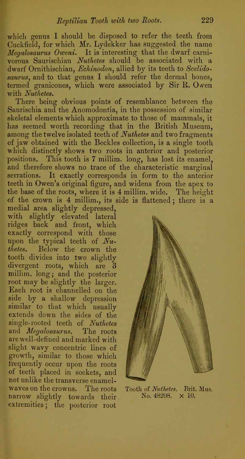 which genus I should be disposed to refer the teeth from Cuckfield, for which Mr. Lydekker has suggested the name Megalosaurus Oweni. It is interesting that the dwarf carni- vorous Saurischian Nuthetes should be associated with a dwarf Ornithischian, Echinodon, allied by its teeth to Scelido- saurus, and to that genus I should refer the dermal bones, termed granicones, which were associated by Sir 11. Owen with Nuthetes. There being obvious points of resemblance between the Saurischia and the Anomodontia, in the possession of similar skeletal elements which approximate to those of mammals, it has seemed worth recording that in the British Museum, among the twelve isolated teeth of Nuthetes and two fragments of jaw obtained with the Beckles collection, is a single tooth which distinctly shows two roots in anterior and posterior positions. This tooth is 7 millim. long, has lost its enamel, and therefore shows no trace of the eharacteristie marginal serrations. It exactly corresponds in form to the anterior teeth in Owen’s original figure, and widens from the apex to the base of the roots, where it is 4 millim. wide. The height of the crown is 4 millim., its side is flattened; there is a medial area slightly depressed, with slightly elevated lateral ridges back and front, which exactly correspond with those upon the typical teeth of Nu- thetes. Below the crown the tooth divides into two slightly divergent roots, whieh are 3 millim. long; and the posterior root may be slightly the larger. Each root is channelled on the side by a shallow depression similar to that which usually extends down the sides of the single-rooted teeth of Nuthetes and Megalosaurus. The roots arewell-defined and marked with slight wavy concentrie lines of growth, similar to those which frequently occur upon the roots of teeth placed in sockets, and not unlike the transverse enamel- waves on the crowns. The roots narrow slightly towards their extremities; the posterior root Tooth of Nuthetes. Brit. Mus. No. 48208. X 10.