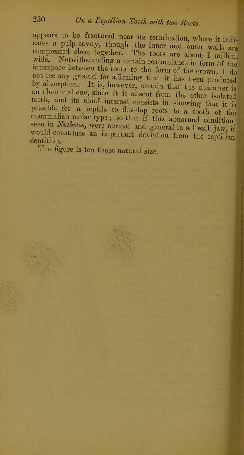 appears to be fractured near its termination, where it indi- cates a pulp-cavity, though the inner and outer walls are compressed close together. The roots are about 1 millim. wide. JMotwithstandmg a certain resemblance in form of the interspace between the roots to the form of the crown I do not see any ground for affirming that it has been produced by abcoiption. It is, however, certain that the character is an abnormal one since it is absent from the other isolated teeth, and its chief interest consists in showing that it is possible for a reptile to develop roots to a tooth of the mammalian molar type; so that if this abnormal condition seen in Nuthetes, were normal and general in a fossil iaw it would constitute an important deviation from the reptilian dentition. ^ The figure is ten times natural size.