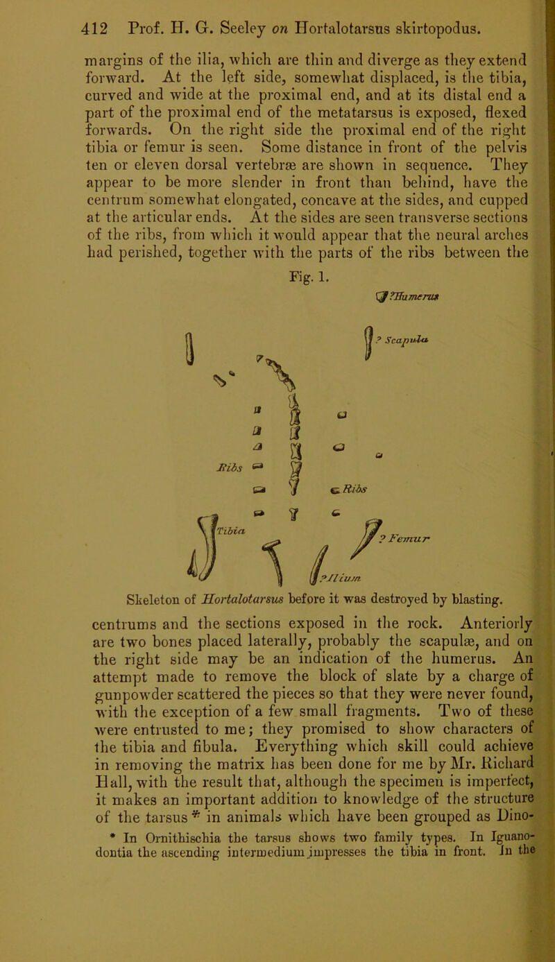 margins of the ilia, which are thin and diverge as they extend forward. At the left side, somewhat displaced, is the tibia, curved and wide at the proximal end, and at its distal end a part of the proximal end of the metatarsus is exposed, flexed forwards. On the right side the proximal end of the right tibia or femur is seen. Some distance in front of the pelvis ten or eleven dorsal vertebrae are shown in sequence. They appear to be more slender in front than behind, have the centrum somewhat elongated, concave at the sides, and cupped at the articular ends. At the sides are seen transverse sections of the ribs, from which it would appear that the neural arches had perished, together with the parts of the ribs between the Fig. 1. tyTHumeru* Skeleton of Hortalotarsus before it was destroyed by blasting. centrums and the sections exposed in the rock. Anteriorly are two bones placed laterally, probably the scapulae, and on the right side may be an indication of the humerus. An attempt made to remove the block of slate by a charge of gunpowder scattered the pieces so that they were never found, with the exception of a few small fragments. Two of these were entrusted to me; they promised to show characters of the tibia and fibula. Everything which skill could achieve in removing the matrix lias been done for me by Mr. Richard Ball, with the result that, although the specimen is imperfect, it makes an important addition to knowledge of the structure of the tarsus* in animals which have been grouped as Dino- * In Ornitbiscbia tbe tarsus shows two family types. In Iguano- dontia tbe ascending intermedium impresses the tibia in front, in tbe