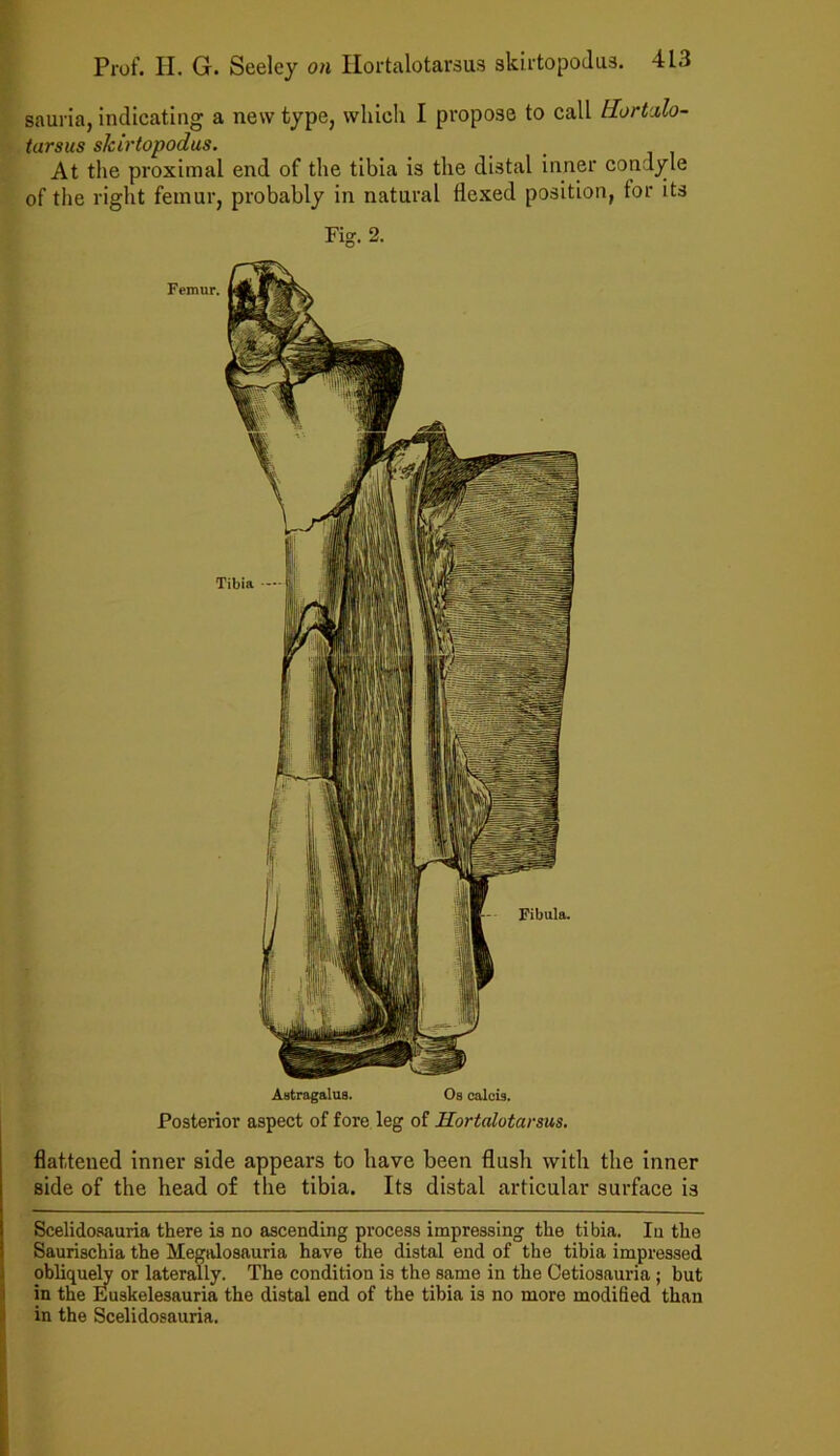sauria, indicating a new type, which I propose to call Hortxlo- tarsus slcirtopodus. At the proximal end of the tibia is the distal inner condyle of the right femur, probably in natural flexed position, for its Fig. 2. Astragalus. Os calcis. Posterior aspect of fore leg of Hortalotarsus. flattened inner side appears to have been flush with the inner side of the head of the tibia. Its distal articular surface is Scelidosauria there is no ascending process impressing the tibia. In the Saurischia the Megalosauria have the distal end of the tibia impressed obliquely or laterally. The condition is the same in the Oetiosauria; but in the Euskelesauria the distal end of the tibia is no more modified than in the Scelidosauria.