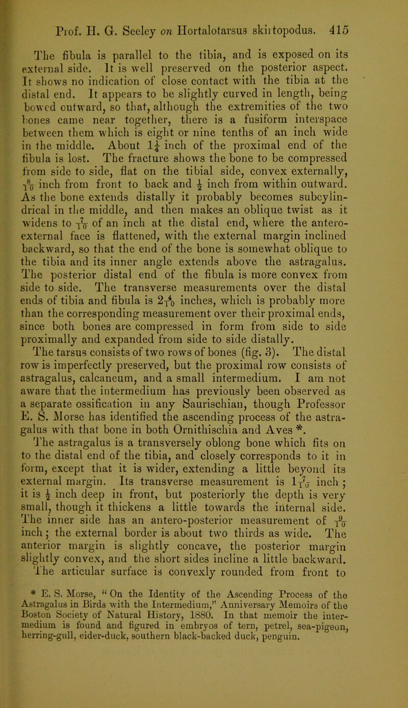 The fibula is parallel to the tibia, and is exposed on its external side. It is well preserved on the posterior aspect. It shows no indication of close contact with the tibia at the distal end. It appears to be slightly curved in length, being bowed outward, so that, although the extremities of the two bones came near together, there is a fusiform interspace between them which is eight or nine tenths of an inch wide in the middle. About inch of the proximal end of the fibula is lost. The fracture shows the bone to be compressed from side to side, flat on the tibial side, convex externally, inch from front to back and £ inch from within outward. As the bone extends distally it probably becomes subcylin- drical in the middle, and then makes an oblique twist as it widens to °f an inch at the distal end, where the antero- external face is flattened, with the external margin inclined backward, so that the end of the bone is somewhat oblique to the tibia and its inner angle extends above the astragalus. The posterior distal end of the fibula is more convex from side to side. The transverse measurements over the distal ends of tibia and fibula is 2^ inches, which is probably more than the corresponding measurement over their proximal ends, since both bones are compressed in form from side to side proximally and expanded from side to side distally. The tarsus consists of two rows of bones (fig. 3). The distal row is imperfectly preserved, but the proximal row consists of astragalus, calcaneum, and a small intermedium. I am not aware that the intermedium has previously been observed as a separate ossification in any Saurischian, though Professor E. S. Morse has identified the ascending process of the astra- galus with that bone in both Ornithischia and Aves *. The astragalus is a transversely oblong bone which fits on to the distal end of the tibia, and closely corresponds to it in form, except that it is wider, extending a little beyond its external margin. Its transverse measurement is ly7, inch ; it is ^ inch deep in front, but posteriorly the depth is very small, though it thickens a little towards the internal side. The inner side has an antero-posterior measurement of y% inch; the external border is about two thirds as wide. The anterior margin is slightly concave, the posterior margin slightly convex, and the short sides incline a little backward. The articular surface is convexly rounded from front to * E. S. Morse, “ On the Identity of the Ascending Process of the Astragalus in Birds with the Intermedium,” Anniversary Memoirs of the Boston Society of Natural History, 1880. In that memoir the inter- medium is found and figured in embryos of tern, petrel, sea-pigeon, herring-gull, eider-duck, southern black-backed duck, penguin.