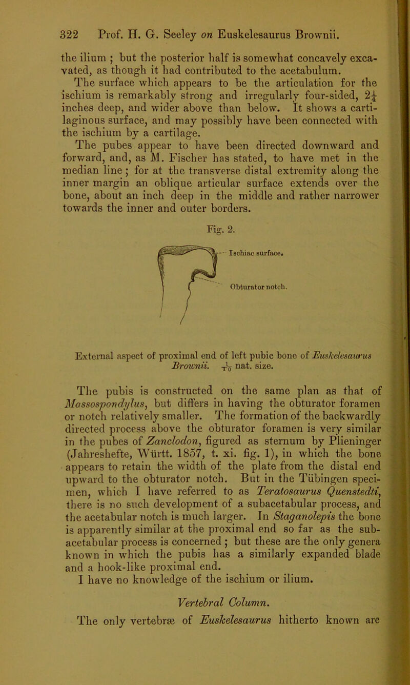 the ilium ; but the posterior half is somewhat concavely exca- vated, as though it had contributed to the acetabulum. The surface which appears to be the articulation for the ischium is remarkably strong and irregularly four-sided, 2;^ inches deep, and wider above than below. It shows a carti- laginous surface, and may possibly have been connected with the ischium by a cartilage. The pubes appear to have been dii’ected downward and forv.'ard, and, as M. Fischer has stated, to have met in the median line; for at the transverse distal extremity along the inner margin an oblique articular surface extends over the bone, about an inch deep in the middle and rather narrower towards the inner and outer borders. Fig. 2. External aspect of proximal end of left pubic bone of Huskdesaurus Brownii. nat. size. The pubis is constructed on the same plan as that of Massospondylus, but differs in having the obturator foramen or notch relatively smaller. The formation of the backwardly directed process above the obturator foramen is very similar in the pubes of Zanclodon., figured as sternum by Plieninger (Jahreshefte, Wiirtt. 1857, t. xi. fig. 1), in which the bone appears to retain the width of the plate from the distal end upward to the obturator notch. But in the Tiibingen speci- men, which I have referred to as Teratosaurus Quenstedti, there is no such development of a subacetabular process, and the acetabular notch is much larger. In Staganolepis the bone is apparently similar at the proximal end so far as the sub- acetabular process is concerned ; but these are the only genera known in which the pubis has a similarly expanded blade and a hook-like proximal end. I have no knowledge of the ischium or ilium. Vertebral Column. The only vertebrae of Euskelesaurus hitherto known are