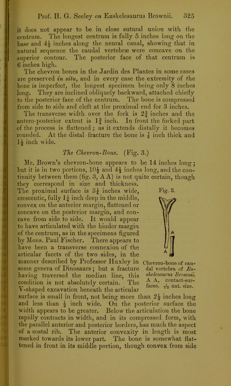 it does not appear to be in close sutural union with the centrum. I'he longest centrum is fully 5 inches long on the base and 4^ inches along the neural canal, showing that in natural sequence the caudal vertebrm were concave on the superior contour. The posterior face of that centrum is 6 inches high. The chevron bones in the Jardin des Plantes in some cases are preserved in situ, and in every case the extremity of the bone is imperfect, the longest specimen being only 8 inches long. They are inclined obliquely backward, attached chieHy to the posterior face of the centrum. The bone is compressed from side to side and cleft at the proximal end for 3 inches. The transverse width over the fork is 2f inches and the antero-posterior extent is If inch. In front the forked part of the process is flattened; as it extends distally it becomes rounded. At the distal fracture the bone is | inch thick and 1^ inch wide. The Chevron-Bone. (Fig. 3.) Mr. Brown’s chevron-bone appears to be 14 inches long; but it is in two portions, 10^ and 4^ inches long, and the con- tinuity between them (tig. 3, A A) is not quite certain, though they correspond in size and thickness. The proximal surface is 3f inches wide, Pig- 3. crescentic, fully If inch deep in the middle, convex on the anterior margin, flattened or concave on the posterior margin, and con- cave from side to side. It would appear to have articulated with the hinder margin of the centrum, as in the specimens figured by Mons. Paul Fischer. There appears to have been a transverse connexion of the articular facets of the two sides, in the manner described by Professor Huxley in Chevron-bone of cau- some genera of Dinosaurs ; but a fracture dal vertebra of Eu- having traversed the median line, this skelesaurus Brownii. condition is not absolutely certain. The ^ °™ta°t-sur- V-shaped excavation beneath the articular surface is small in front, not being more than inches long and less than f inch wide. On the posterior surface the width appears to be greater. Below the articulation the bone rapidly contracts in wndth, and in its compressed form, with the parallel anterior and posterior borders, has much the aspect of a costal rib. The anterior convexity in length is most marked towards its lower part. The bone is somewhat flat- tened in front in its middle portion, though convex from side