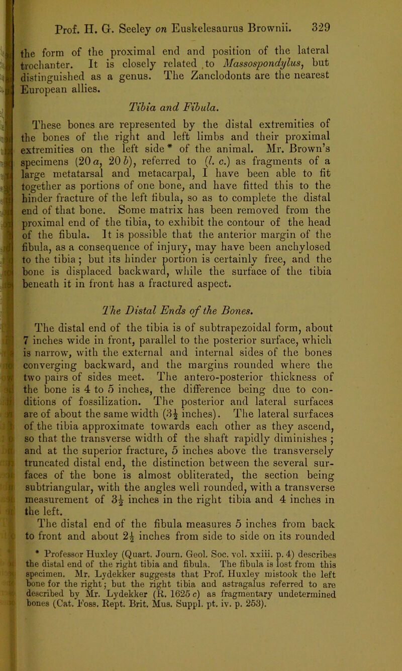 : B :S the form of the proximal end and position of the lateral trochanter. It is elosely related ,to Massospondylus, but distinguished as a genus. The Zanclodonts are the nearest European allies. ~ Tibia and Fibula. These bones are represented by the distal extremities of the bones of the right and left limbs and their proximal extremities on the left side* of the animal. Mr. Brown’s specimens (20 a, 20 Z>), referred to {1. c.) as fragments of a large metatarsal and metacarpal, I have been able to fit together as portions of one bone, and have fitted this to the hinder fracture of the left fibula, so as to complete the distal end of that bone. Some matrix has been removed from the proximal end of the tibia, to exhibit the contour of the head of the fibula. It is possible that the anterior margin of the fibula, as a consequence of injury, may have been anchylosed to the tibia ; but its hinder portion is certainly free, and the bone is displaeed backward, while the surface of the tibia beneath it in front has a fraetured aspect. The Distal Ends of the Bones. The distal end of the tibia is of subtrapezoidal form, about 7 inches wide in front, parallel to the posterior surface, which is narrow, with the external and internal sides of the bones converging backward, and the margins rounded where the two pairs of sides meet. The antero-posterior thickness of the bone is 4 to 5 inches, the difference being due to con- ditions of fossilization. The posterior and lateral surfaces are of about the same width (3^ inches). The lateral surfaces of the tibia approximate towards eaeh other as they ascend, so that the transverse width of the shaft rapidly diminishes ; and at the superior fracture, 5 inches above the transversely truncated distal end, the distinction between the several sur- faces of the bone is almost obliterated, the section being subtriangular, with the angles well rounded, with a transverse measurement of 3^ inches in the right tibia and 4 inches in the left. The distal end of the fibula measures 5 inches from back to front and about 2^ inches from side to side on its rounded * Professor Huxley (Quart. Journ, Geol. Soc. vol. xxiii. p. 4) describes the distal end of the right tibia and fibula. The fibula is lost from this specimen. Mr. Lydekker suggests that Prof. Huxley mistook the left hone for the right; but the right tibia and astragalus referred to are described by Mr. Lydekker (R. 1625 c) as fragmentary undetermined bones (Cat. Foss. Rept. Brit. Mus. Suppl. pt. iv. p. 253).