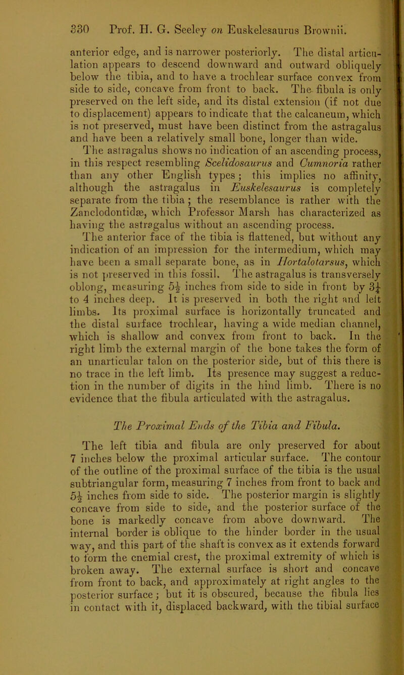 anterior edge, and is narrower posteriorly. Tlie distal articu- lation appears to descend downward and outward obliquely below the tibia, and to Iiave a trochlear surface convex from side to side, concave from front to back. The fibula is only preserved on the left side, and its distal extension (if not due to displacement) appears to indicate that the calcaneum, which is not preserved, must have been distinct from the astragalus and have been a relatively small bone, longer than wide. The astragalus shows no indication of an ascending process, in this respect resembling Scelidosaurus and Gumnoria rather than any other English types; this implies no affinity, although the astragalus in Euskelesaurus is completely separate from the tibia ; the resemblance is rather with the Zanclodontidte, which Professor Marsh has characterized as having the astragalus without an ascending process. The anterior face of the tibia is flattened, but without any indication of an impression for the intermedium, which may have been a small separate bone, as in Ilortalotarsus, which is not preserved in this fossil. The astragalus is transversely oblong, measuring 5^ inches from side to side in front by 3|- to 4 inches deep. It is preserved in both the right and lelt limbs. Its proximal surface is horizontally truncated and the distal surface trochlear, having a wide median channel, which is shallow and convex from front to back. In the right limb the external margin of the bone takes the form of an unarticular talon on the posterior side, but of this there is no trace in the left limb. Its presence may suggest a reduc- tion in the number of digits in the hind limb. There is no evidence that the fibula articulated with the astragalus. The Proximal Ends of the Tibia and Fibula. The left tibia and fibula are only preserved for about 7 inches below the proximal articular surface. The contour of the outline of the proximal surface of the tibia is the usual subtriangular form, measuring 7 inches from front to back and 5-^ inches from side to side. The posterior margin is slightly concave from side to side, and the posterior surface of the bone is markedly concave from above downward. The internal border is oblique to the hinder border in the usual way, and this part of the shaft is convex as it extends forward to form the cnemial crest, the proximal extremity of which is broken away. The external surface is short and concave from front to back, and approximately at right angles to the posterior surface; but it is obscured, because the fibula lies in contact with it, displaced backward, with the tibial surface