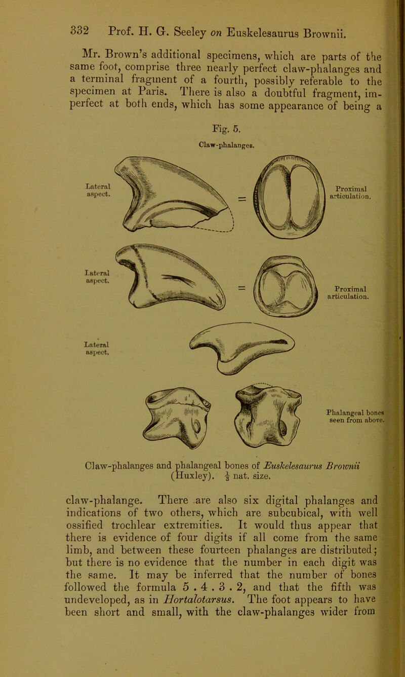 11 332 Prof. H. G. Seeley on Euskelesaurus Brownii. ^ ^ Mr. Brown’s additional specimens, which are parts of the same foot, comprise three nearly perfect claw-phalanges and y| a terminal fragment of a fourth, possibly referable to the .• t specimen at Paris. There is also a doubtful fragment, im- | perfect at botli ends, whicli has some appearance of being a t i Fig. 6. Proximal articulation. Proximal articulation. I/atcral aspect. Claw-phalanges. Phalangeal bones J seen from above.*' Claw-phalanges and I phalangeal hi (Huxley), i hones of Euskelesaurus Brownii nat. size. Lateral aspect. lateral aspect. claw-phalange. There are also six digital phalanges and indications of two others, which are subcubical, with well ossified trochlear extremities. It would thus appear that ; there is evidence of four digits if all come from the same limb, and between these fourteen phalanges are distributed; l but there is no evidence that the number in each digit was ! the same. It may be inferred that the number of bones - followed the formula 5.4.3.2, and that the fifth Avas f undeveloped, as in Hortalotarsus. The foot appears to have been short and small, with the claw-phalanges wider from