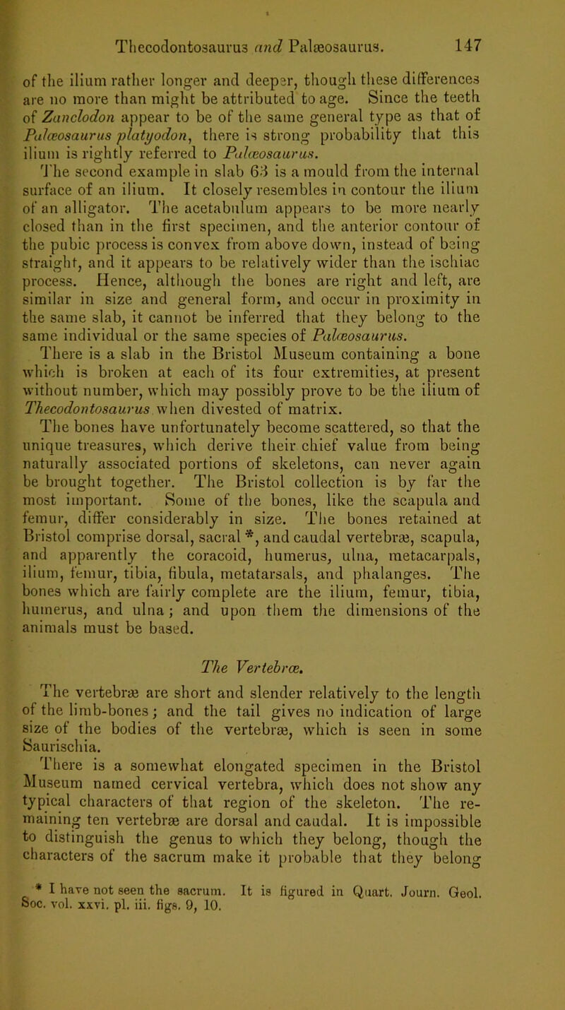 of the ilium rather longer and deeper, though these differences are no more than might be attributed to age. Since the teeth of Zanclodon appear to be of the same general type as that of Palceosaurus platyodon, there is strong probability that this ilium is rightly referred to Palceosaurus. The second example in slab 64 is a mould from the internal surface of an ilium. It closely resembles in contour the ilium of an alligator. The acetabulum appears to be more nearly closed than in the first specimen, and the anterior contour of the pubic process is convex from above down, instead of being straight, and it appears to be relatively wider than the ischiac process. Hence, although the bones are right and left, are similar in size and general form, and occur in proximity in the same slab, it cannot be inferred that they belong to the same individual or the same species of Palceosaurus. There is a slab in the Bristol Museum containing a bone which is broken at each of its four extremities, at present without number, which may possibly prove to be the ilium of Thecodontosaurus when divested of matrix. The bones have unfortunately become scattered, so that the unique treasures, which derive their chief value from being naturally associated portions of skeletons, can never again be brought together. The Bristol collection is by far the most important. Some of the bones, like the scapula and femur, differ considerably in size. The bones retained at Bristol comprise dorsal, sacral *, and caudal vertebras, scapula, and apparently the coracoid, humerus, ulna, metacarpals, ilium, femur, tibia, fibula, metatarsals, and phalanges. The bones which are fairly complete are the ilium, femur, tibia, humerus, and ulna; and upon them the dimensions of the animals must be based. The Vertebrae, The vertebras are short and slender relatively to the length of the limb-bones; and the tail gives no indication of large size of the bodies of the vertebras, which is seen in some Saurischia. There is a somewhat elongated specimen in the Bristol Museum named cervical vertebra, which does not show any typical characters of that region of the skeleton. The re- maining ten vertebrae are dorsal and caudal. It is impossible to distinguish the genus to which they belong, though the characters of the sacrum make it probable that they belong * I have not seen the sacrum. It is figured in Quart. Journ. Geol. Soc. vol. xxvi. pi. iii. figs. 9, 10.