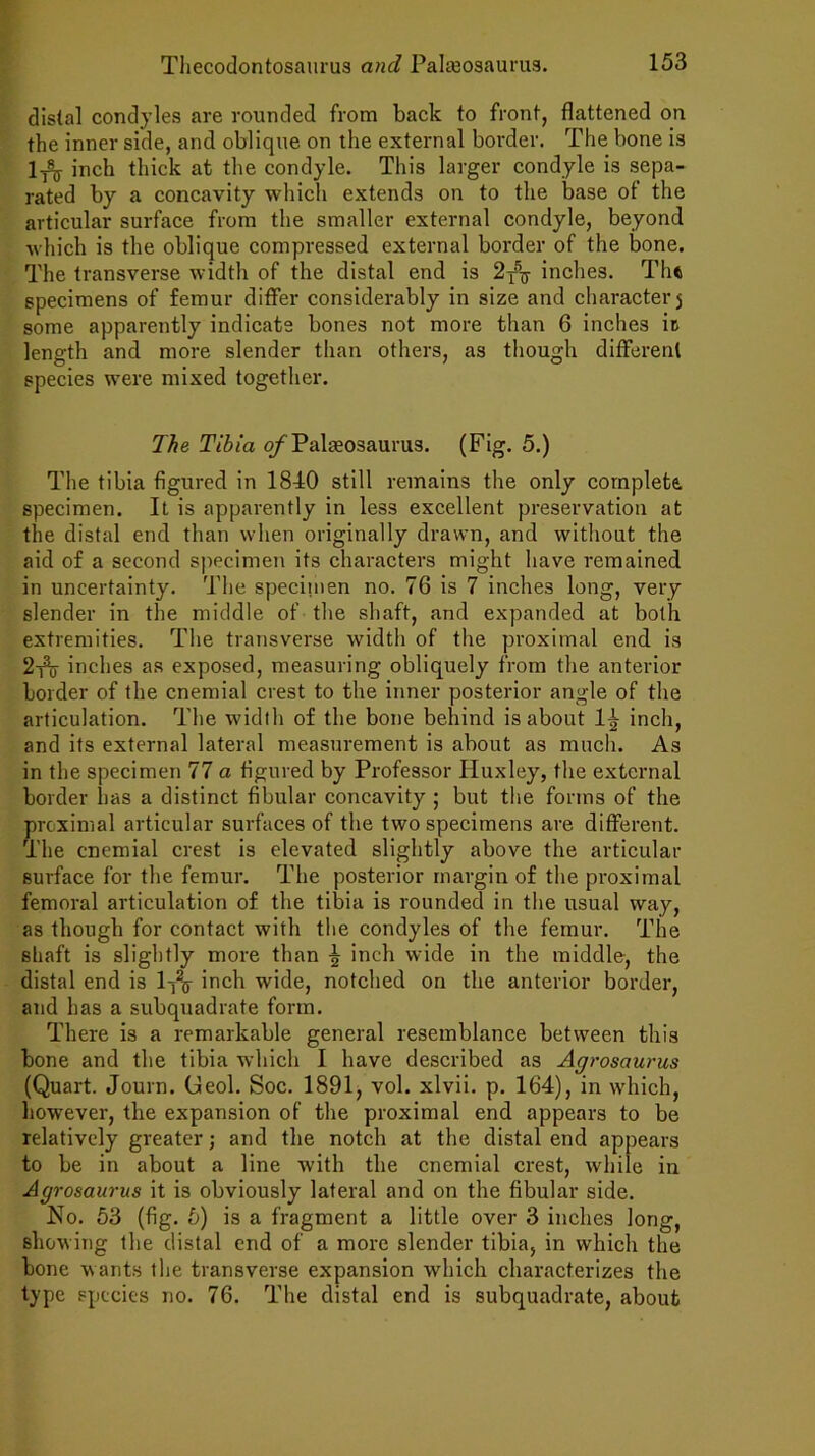 distal condyles are rounded from back to front, flattened on the inner side, and oblique on the external border. The bone is 1-5% inch thick at the condyle. This larger condyle is sepa- rated by a concavity which extends on to the base ot the articular surface from the smaller external condyle, beyond which is the oblique compressed external border of the bone. The transverse width of the distal end is 2T5^ inches. The specimens of femur differ considerably in size and character j some apparently indicate bones not more than 6 inches it length and more slender than others, as though different species were mixed together. The Tibia of Palaeosaurus. (Fig. 5.) The tibia figured in 1840 still remains the only complete, specimen. It is apparently in less excellent preservation at the distal end than when originally drawn, and without the aid of a second specimen its characters might have remained in uncertainty. The specimen no. 76 is 7 inches long, very slender in the middle of the shaft, and expanded at both extremities. The transverse width of the proximal end is 2-hj inches as exposed, measuring obliquely from the anterior border of the cnemial crest to the inner posterior angle of the articulation. The width of the bone behind is about 1^ inch, and its external lateral measurement is about as much. As in the specimen 77 a figured by Professor Huxley, the external border has a distinct fibular concavity ; but the forms of the proximal articular surfaces of the two specimens are different. The cnemial crest is elevated slightly above the articular surface for the femur. The posterior margin of the proximal femoral articulation of the tibia is rounded in the usual way, as though for contact with the condyles of the femur. The shaft is slightly more than \ inch wide in the middle, the distal end is 1-j2^ inch wide, notched on the anterior border, and has a subquadrate form. There is a remarkable general resemblance between this bone and the tibia which I have described as Agrosaurus (Quart. Journ. (Jeol. Soc. 1891, vol. xlvii. p. 164), in which, however, the expansion of the proximal end appears to be relatively greater; and the notch at the distal end appears to be in about a line with the cnemial crest, while in Agrosaurus it is obviously lateral and on the fibular side. No. 53 (fig. 5) is a fragment a little over 3 inches long, showing the distal end of a more slender tibia, in which the bone wants the transverse expansion which characterizes the type species no. 76. The distal end is subquadrate, about