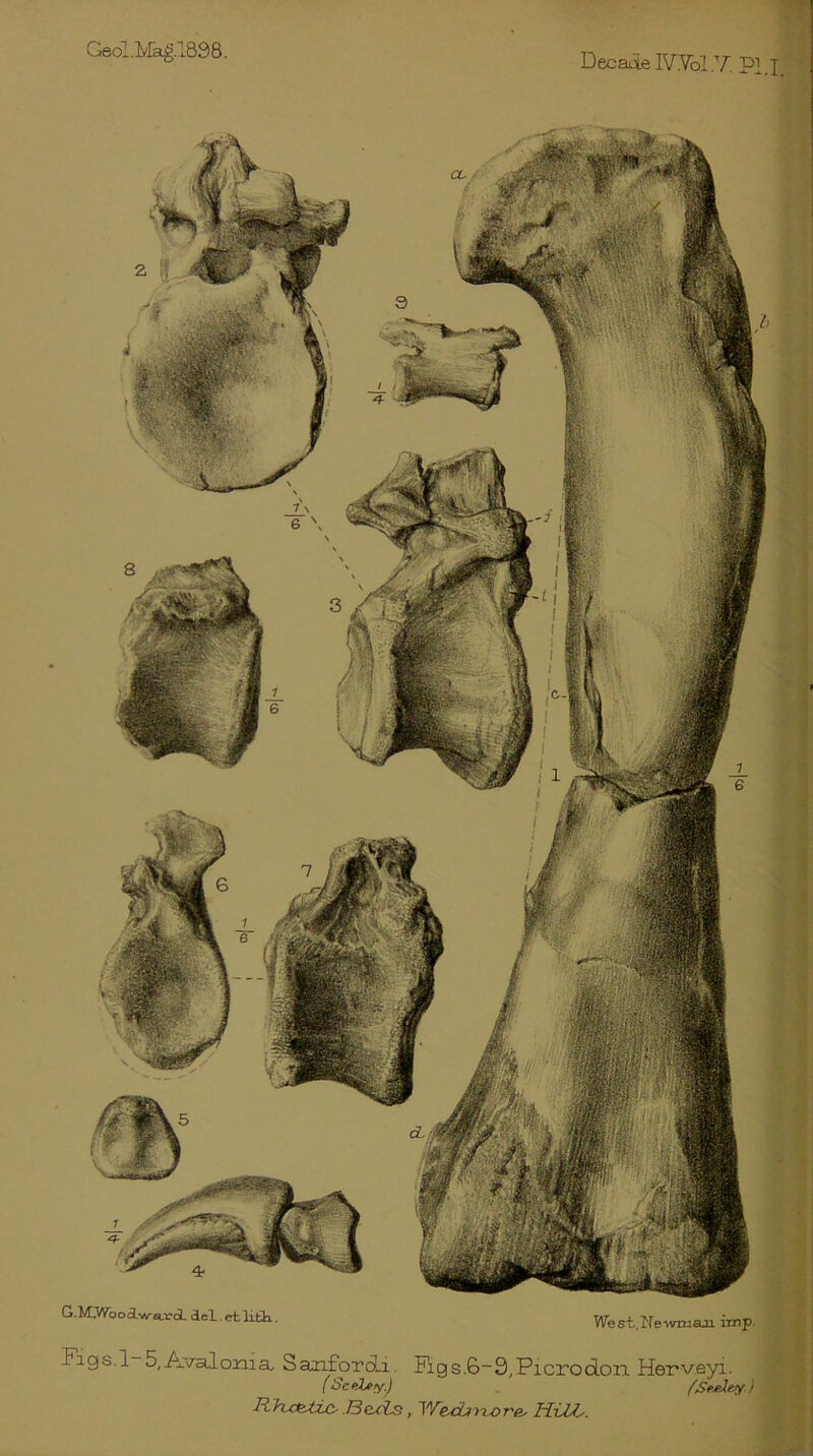 Geol.Mag.1898. Decade IV.Vol.Y. PI J G.M.-Wboawa.rA del etHQa. West.Newmaji imp. Figs 1 5, Avaloma Sanfordi. Figs.6“9,Picrod.on Herveyi. (Scelj-y.) /'Sesd/’Jy ) RhttiUc- Berts, Wecbnore, HUJ^. '