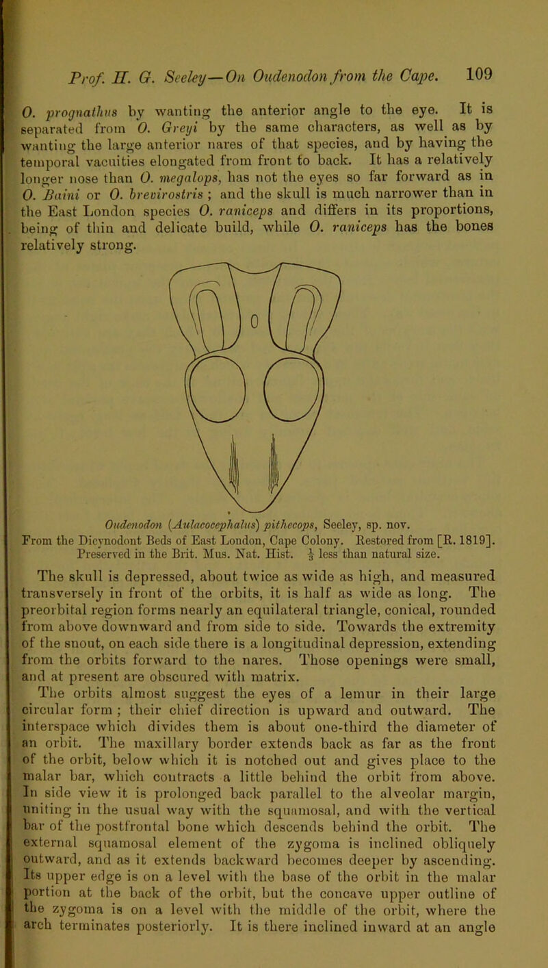 0. prognathus by wanting tbe anterior angle to the eye. It is separated from 0. Greyi by tbe same characters, as well as by wanting the large anterior nares of that species, and by having the temporal vacuities elongated from front to back. It has a relatively longer nose than 0. megalops, has not the eyes so far forward as in 0. Baini or 0. breoirostris ; and the skull is much narrower than in the East London species 0. raniceps and differs in its proportions, being of thin and delicate build, while 0. raniceps has the bones relatively strong. Oudenodon (Aulacoccphalus) pithccops, Seeley, sp. nov. From the Dicynodont Beds of East London, Cape Colony. Restored from [R. 1819]. Preserved in the Brit. Mus. Nat. Hist. % less than natural size. The skull is depressed, about twice as wide as high, and measured transversely in front of the orbits, it is half as wide as long. The preorbital region forms nearly an equilateral triangle, conical, rounded from above downward and from side to side. Towards the extremity of the snout, on each side there is a longitudinal depression, extending from the orbits forward to the nares. Those openings were small, and at present are obscured with matrix. The orbits almost suggest the eyes of a lemur in their large circular form ; their chief direction is upward and outward. The interspace which divides them is about one-third the diameter of an orbit. The maxillary border extends back as far as the front of the orbit, below which it is notched out and gives plane to the malar bar, which contracts a little behind the orbit from above. In side view it is prolonged back parallel to the alveolar margin, uniting in the usual way with the squamosal, and with the vertical bar of the postfrontal bone which descends behind the orbit. The external squamosal element of the zygoma is inclined obliquely outward, and as it extends backward becomes deeper by ascending. Its upper edge is on a level with the base of the orbit in the malar portion at the back of the orbit, but the concave upper outline of I the zygoma is on a level with the middle of the orbit, where the