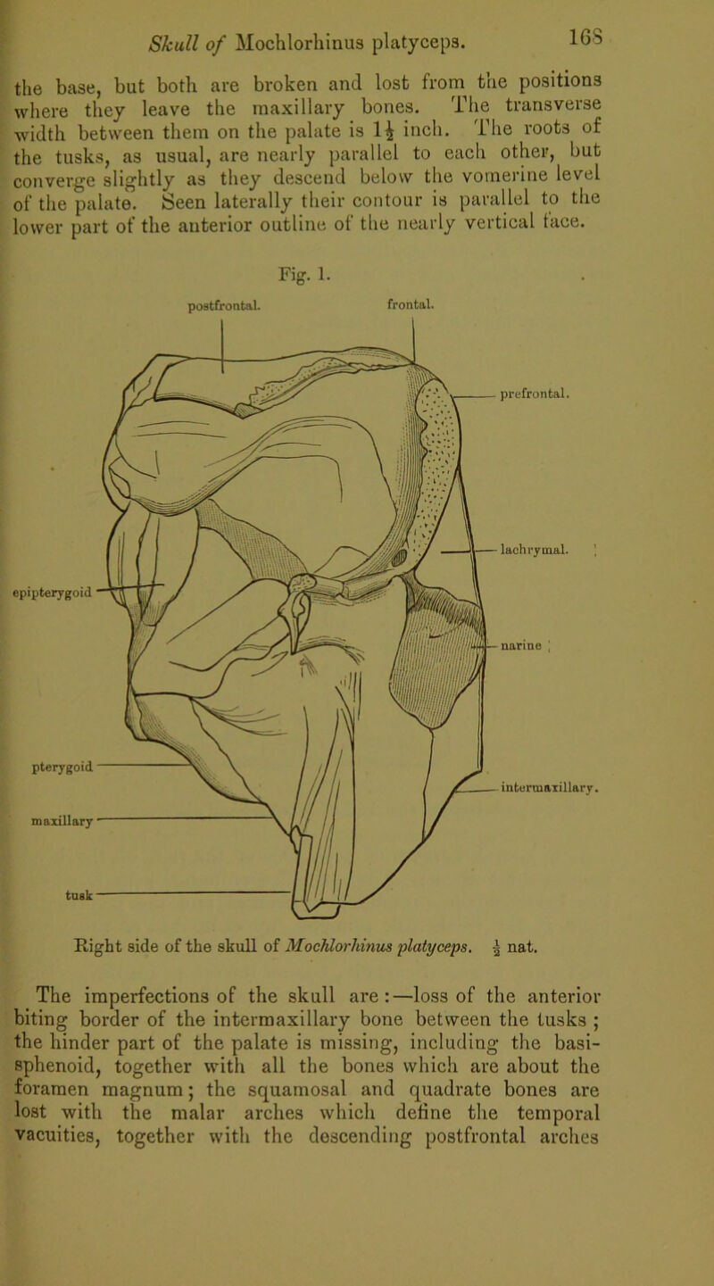 the base, but both are broken and lost from the positions where they leave the maxillary bones. The transverse width between them on the palate is 1^ inch. The roots of the tusks, as usual, are nearly parallel to each other, but converge slightly as they descend below the vomerine level of the palate. Seen laterally their contour is parallel to the lower part of the anterior outline of the nearly vertical tace. Fig. 1. postfrontal. frontal. epipterygoid pterygoid maxillary tusk prefrontal. lachrymal. narine j intermaxillary. Right side of the skull of Mochlorhinus platyceps. nat. The imperfections of the skull are:—loss of the anterior biting border of the intermaxillary bone between the tusks ; the hinder part of the palate is missing, including the basi- sphenoid, together with all the bones which are about the foramen magnum; the squamosal and quadrate bones are lost with the malar arches which define the temporal vacuities, together with the descending postfrontal arches