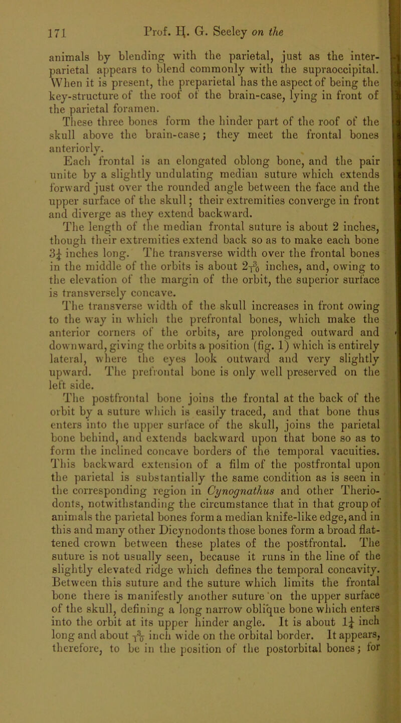animals by blending with the parietal, just as the inter- parietal appears to blend commonly with the supraoccipital. When it is present, the preparietal has the aspect of being the key-structure of the roof of the brain-case, lying in front of the parietal foramen. These three bones form the hinder part of the roof of the skull above the brain-case; they meet the frontal bones anteriorly. Each frontal is an elongated oblong bone, and the pair unite by a slightly undulating median suture which extends forward just over the rounded angle between the face and the upper surface of the skull; their extremities converge in front and diverge as they extend backward. The length of the median frontal suture is about 2 inches, though their extremities extend back so as to make each bone inches long. The transverse width over the frontal bones in the middle of the orbits is about 2^0 inches, and, owing to the elevation of the margin of the orbit, the superior surface is transversely concave. The transverse width of the skull increases in front owing to the way in which the prefrontal bones, which make the anterior corners of the orbits, are prolonged outward and downward, giving the orbits a position (fig. 1) which is entirely lateral, where the eyes look outward and very slightly upward. The prefrontal bone is only well preserved on the left side. The postfrontal bone joins the frontal at the back of the orbit by a suture which is easily traced, and that bone thus enters into the upper surface of the skull, joins the parietal bone behind, and extends backward upon that bone so as to form the inclined concave borders of the temporal vacuities. This backward extension of a film of the postfrontal upon the parietal is substantially the same condition as is seen in the corresponding region in Cynognathus and other Therio- donts, notwithstanding the circumstance that in that group of animals the parietal bones form a median knife-like edge, and in this and many other Dicynodonts those bones form a broad flat- tened crown between these plates of the postfrontal. The suture is not usually seen, because it runs in the line of the slightly elevated ridge which defines the temporal concavity. Between this suture and the suture which limits the frontal bone there is manifestly another suture on the upper surface of the skull, defining a long narrow oblique bone which enters into the orbit at its upper hinder angle. It is about 1£ inch long and about inch wide on the orbital border. It appears, therefore, to be in the position of the postorbital bones; for