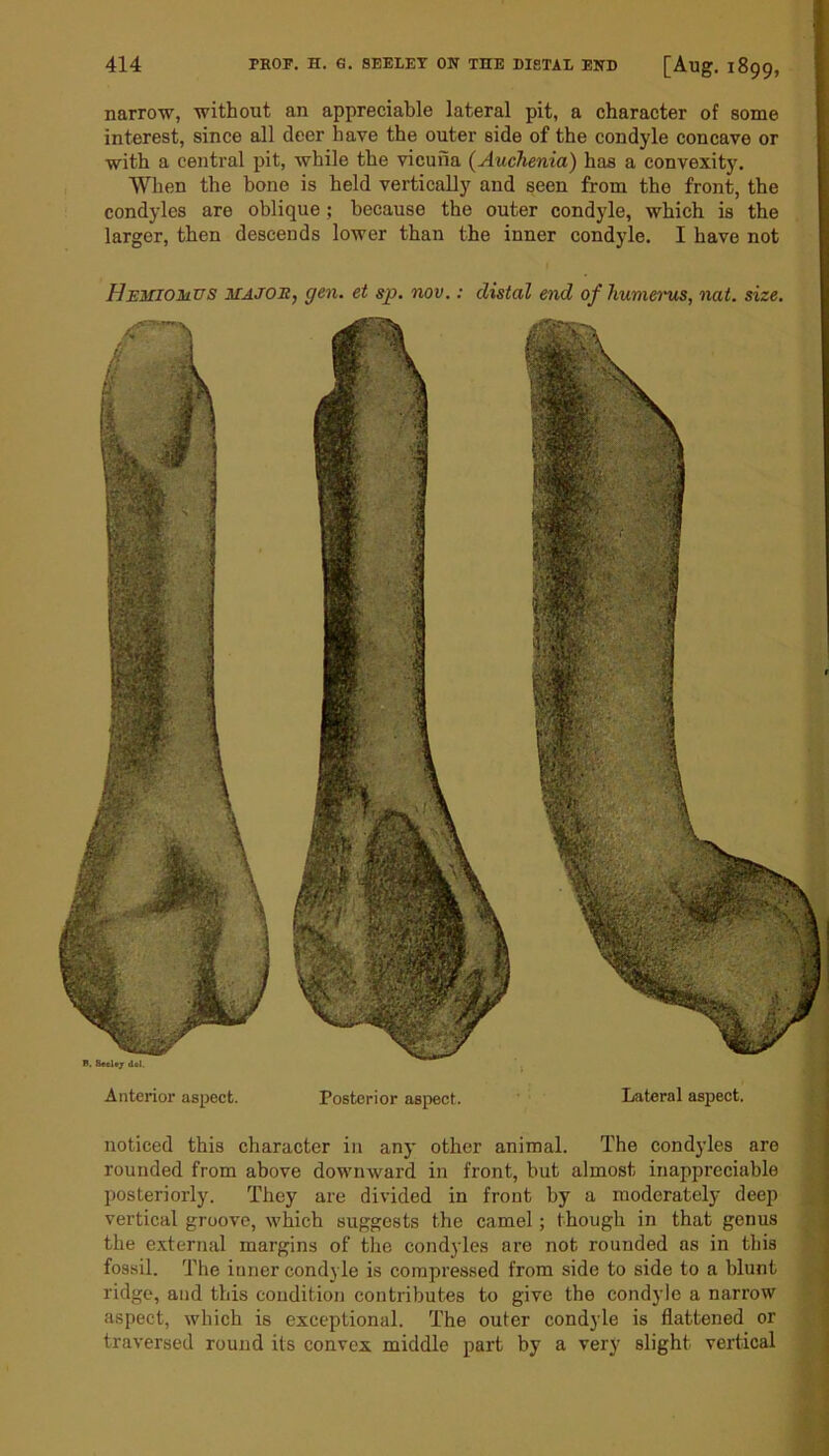 Anterior aspect. Posterior aspect. Lateral aspect. noticed this character in any other animal. The condyles are rounded from above downward in front, but almost inappreciable posteriorly. They are divided in front by a moderately deep vertical groove, which suggests the camel; though in that genus the external margins of the condyles are not rounded as in this fossil. The inner condyle is compressed from side to side to a blunt ridge, and this condition contributes to give the condyle a narrow aspect, which is exceptional. The outer condyle is flattened or traversed round its convex middle part by a very slight vertical 414 PROP. H. G. SEELET ON THE DISTAL END [Aug. 1899, narrow, without an appreciable lateral pit, a character of some interest, since all deer have the outer side of the condyle concave or with a central pit, while the vicuna (Auchenia) has a convexity. When the bone is held vertically and seen from the front, the condyles are oblique; because the outer condyle, which is the larger, then descends lower than the inner condyle. I have not Hemiomus majos, gen. et sp. nov.: distal end of humerus, nat. size. B. S«eU7 dal.