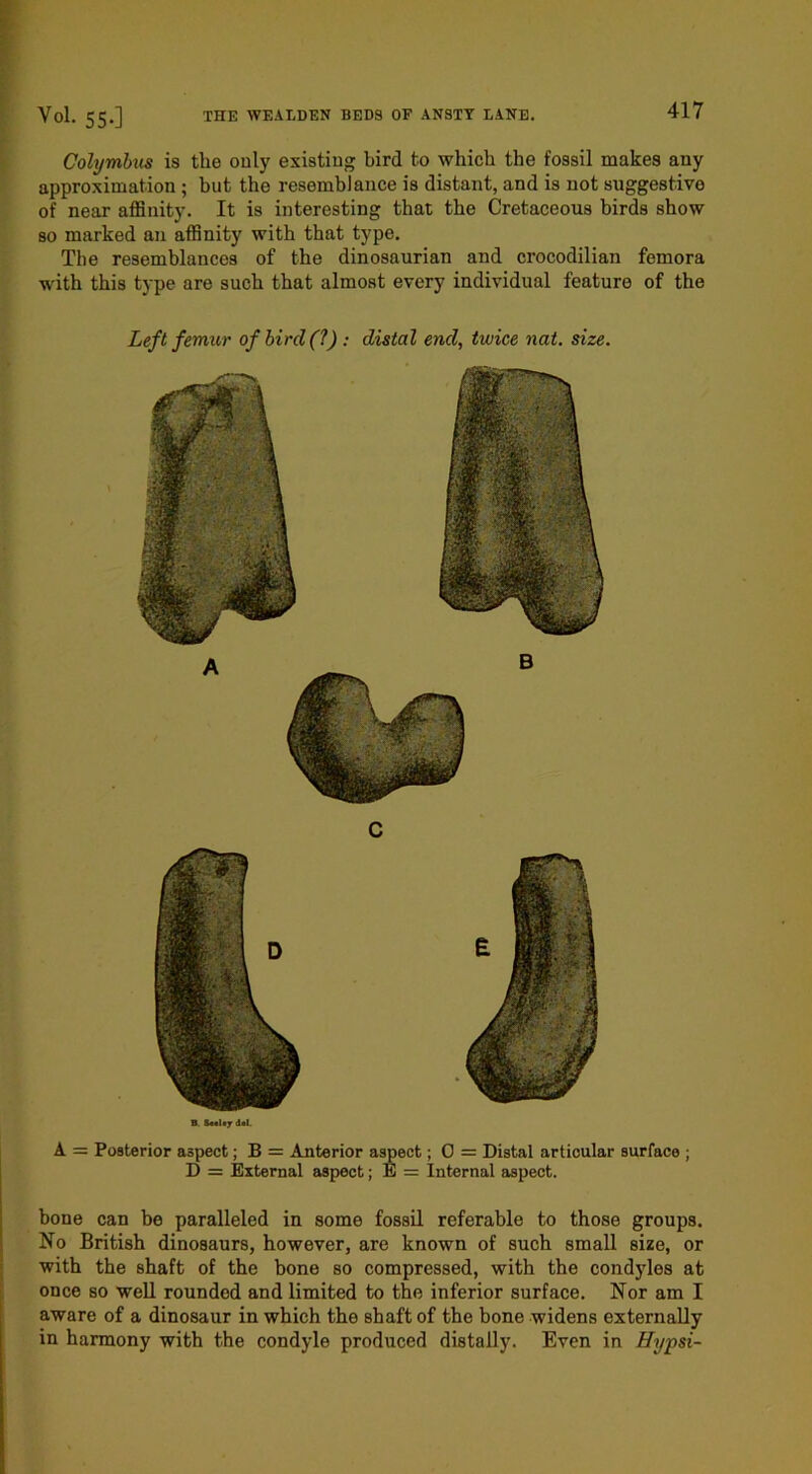 D = External aspect; E = Internal aspect. bone can be paralleled in some fossil referable to those groups. No British dinosaurs, however, are known of such small size, or with the shaft of the bone so compressed, with the condyles at once so well rounded and limited to the inferior surface. Nor am I aware of a dinosaur in which the shaft of the bone widens externally in harmony with the condyle produced distaily. Even in Hypsi- V°l. 55.] THE WEALDEN BEDS OF ANSTY LANE. 417 Colijmbus is the only existing bird to which the fossil makes any approximation ; but the resemblance is distant, and is not suggestive of near affinity. It is interesting that the Cretaceous birds show so marked an affinity with that type. The resemblances of the dinosaurian and crocodilian femora with this type are such that almost every individual feature of the Left femur of bird (?) : distal end, twice nat. size. B. SmIi? d«l.