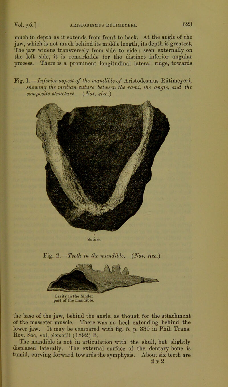 much in depth as it extends from front to back. At the angle of the jaw, which is not much behind its middle length, its depth is greatest. The jaw widens transversely from side to side : seen externally on the left side, it is remarkable for the distinct inferior angular process. There is a prominent longitudinal lateral ridge, towards Fig. 1.—Inferior aspect of the mandible of Aristodesmus liiitimeyeri, showing the median suture between the rami, the angle, and the composite structure. {Nat. size.) Suture. Fig. 2.—Teeth in the mandible. (Nat. size.) Cavity in the hinder part of the mandible. the base of the jaw, behind the angle, as though for the attachment of the masseter-muscle. There was no heel extending behind the lower jaw. It may be compared with fig. 5, p. 330 in Phil. Trans. Iioy. Soc. vol. clxxxiii (1892) B. The mandible is not in articulation with the skull, but slightly displaced laterally. The external surface of the dentary bone is tumid, curving forward towards the symphysis. About six teeth are 2 t 2