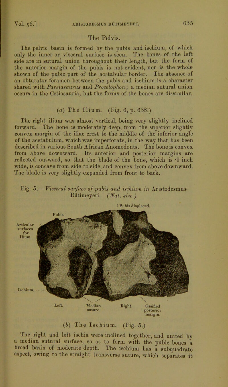 The Pelvis. The pelvic basin is formed by the pubis and ischium, of which only the inner or visceral surface is seen. The bones of the left side are in sutural union throughout their length, but the form of the anterior margin of the pubis is not evident, nor is the whole shown of the pubic part of the acetabular border. The absence of an obturator-foramen between the pubis and ischium is a character shared with Pareiasaurus and Procoloplion; a median sutural union occurs in the Cetiosauria, but the forms of the bones are dissimilar. (a) The Ilium. (Fig. 6, p. 638.) The right ilium was almost vertical, being very slightly inclined forward. The bone is moderately deep, from the superior slightly convex margin of the iliac crest to the middle of the iufcrior angle of the acetabulum, which was imperforate, in the way that has been described in various South African Anomodonts. The bone is convex from above downward. Its anterior and posterior margins aro reflected outward, so that the blade of the bone, which is -9 inch wide, is concave from side to side, and convex from above downward. The blade is very slightly expanded from front to back. Fig. 5.— Visceral surface of pubis and ischium in Aristodesmus Kiitimeyeri. (Nat. size.) ? Pubis displaced. Pubis, Articular surfaces for Ilium. Ischium. Left. Median Right. Ossified suture. posterior margin. (b) The Ischium. (Fig. 5.) The right and left ischia were inclined together, and united by a median sutural surface, so as to form with the pubic bones a broad basin of moderate depth. The ischium has a subquadrate aspect, owing to the straight transverse suture, which separates it