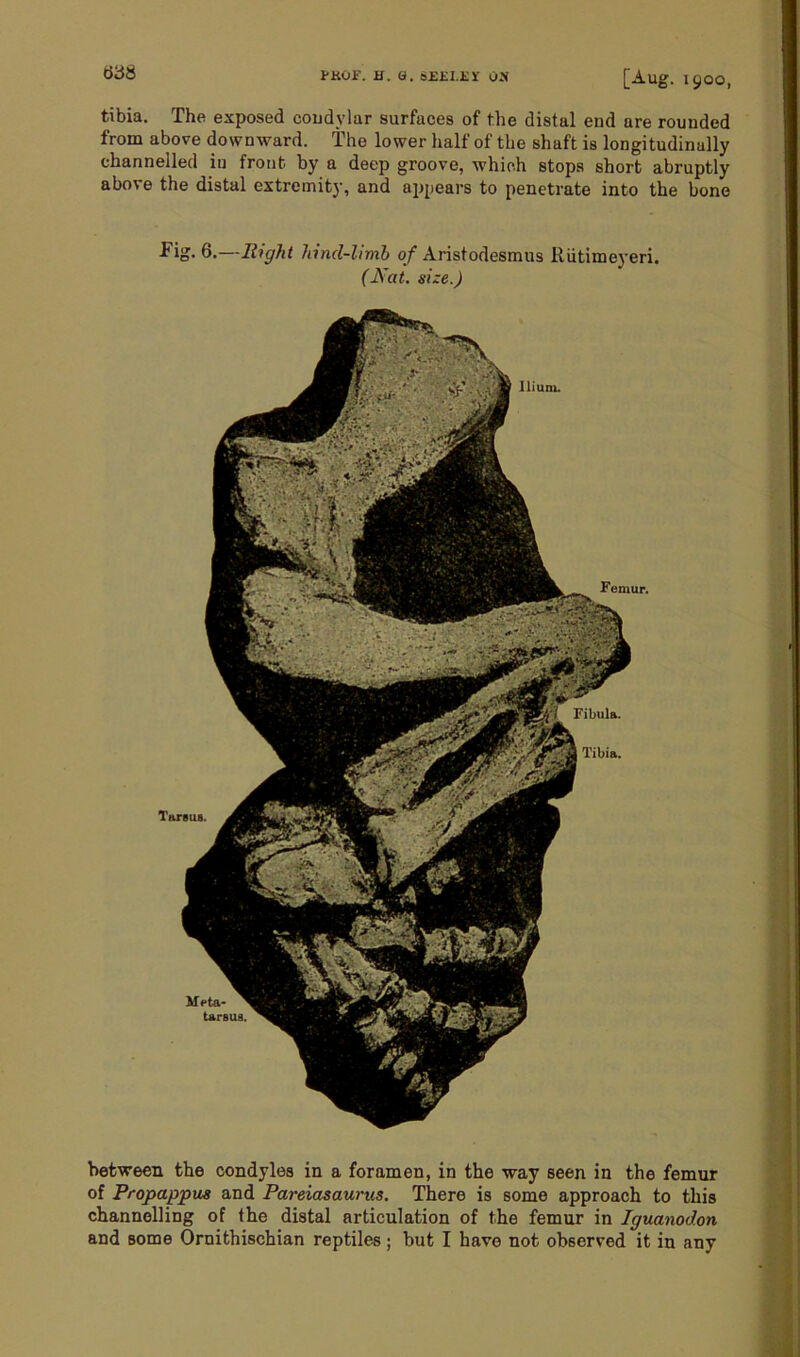 t>b8 tibia. The exposed condylar surfaces of the distal end are rounded from above downward. The lower half of the shaft is longitudinally channelled in front, by a deep groove, which stops short abruptly above the distal extremity, and appears to penetrate into the bone Fig. 6.—Right hind-limb of Aristodesmus Iliitimeyeri. (Nat. size.) Ilium. Femur. Meta- tarsus. Tarsus Fibula. Tibia. between the condyles in a foramen, in the way seen in the femur of Propappus and Pareiasaurus. There is some approach to this channelling of the distal articulation of the femur in Iguanodon