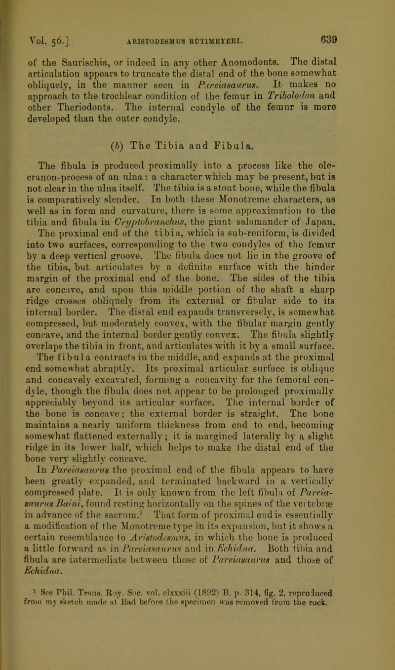 of the Saurischia, or indeed in any other Anoraodonts. The distal articulation appears to truncate the distal end of the bone somewhat obliquely, in the manner seen in Pureiasaurus. It makes no approach to the trochlear condition of the femur in Triboloclon and other Theriodonts. The internal condyle of the femur is more developed than the outer condyle. (b) The Tibia and Fibula. The fibula is produced proximally into a process like the ole- cranon-process of an ulna: a character which may be present, but is not clear in the ulna itself. The tibia is a stout bone, while the fibula is comparatively slender. In both these Monotreme characters, as well as in form and curvature, there is some approximation to the tibia and fibula in Cryptobranchus, the giant salamander of Japan. The proximal end of the tibia, which is sub-reniform, is divided into two surfaces, corresponding to the two condyles of the femur by a deep vertical groove. The fibula does not lie in the groove of the tibia, but articulates by a definite surface with the hinder margin of the proximal end of the bone. The sides of the tibia are concave, and upon this middle portion of the shaft a sharp ridge crosses obliquely from its external or fibular side to its internal border. The distal end expands transversely, is somewhat compressed, but moderately convex, with the fibular margin gently concave, and the internal border gently convex. The fibula slightly overlaps the tibia in front, and articulates with it by a small surface. The fibula contracts in the middle, and expands at the proximal end somewhat abruptly. Its proximal articular surface is oblique and concavely excavated, forming a concavity for the femoral con- dyle, though the fibula does not appear to be prolonged proximally appreciably beyond its articular surface. The internal border of the bone is concave; the external border is straight. The bone maintains a nearly uniform thickness from end to end, becoming somewhat flattened externally; it is margined laterally by a slight ridge in its lower half, which helps to make the distal end of tho bone very slightly concave. In Pareiasaurvs the proximal end of the fibula appears to have been greatly expanded, and terminated backward in a vertically compressed plate. If is only known from the left fibula of Pareia- saurtts Baini, found resting horizontally on the spines of the vei tebree in advance of the sacrum.1 That form of proximal end is essentially a modification of the Monotreme type in its expansion, but it shows a certain resemblance to Aristodesmvs, in which the bone is produced a little forward as in Pareiasaurus and in Echidna. Both tibia and fibula are intermediate betweeu those of Pareiasaurus and those of Echidna. 1 See Pbil. Trans. Roy. Snc. rol. clxxxiii (1892) B, p. 314, fig. 2, reproduced from ray sketch made at Bad before t.he speciraon was removed from the rock.