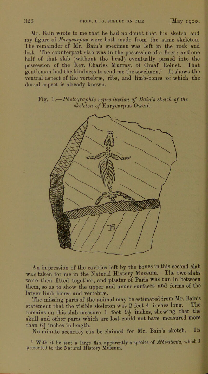 Mr. Bain wrote to me that be had no doubt that his sketch and my figure of Eurycarpus were both made from the same skeleton. The remainder of Mr. Bain’s specimen was left in the rock and lost. The counterpart slab was in the possession of a Boer ; and one half of that slab (without the head) eventually passed into the possession of the Rev. Charles Murray, of Graaf Reinet. That gentleman had the kindness to send me the specimen.1 It shows the ventral aspect of the vertebra?, ribs, and limb-bones of which the dorsal aspect is already known. Fig. 1.—Photoyraphic reproduction of Bain's sketch of the skeleton of Eurycarpus Oweni. An impression of the cavities left by the hones in this second slab was taken for me in the Natural History Museum. The two slabs were then fitted together, and plaster of Paris was run in between them, so as to show the upper and under surfaces and forms of the larger limb-bones and vertebrae. The missing parts of the animal may be estimated from Mr. Bain s statement that the visible skeleton was 2 feet 4 inches long. The remains on this slab measure 1 foot 9| inches, showing that the skull and other parts which are lost could not have measured more than 61 inches in length. No minute accuracy can be claimed for Mr. Bain’s sketch. Its 1 With it he sent a large fish, apparently a species of Atherstonia, which I presented to the Natural History Museum.