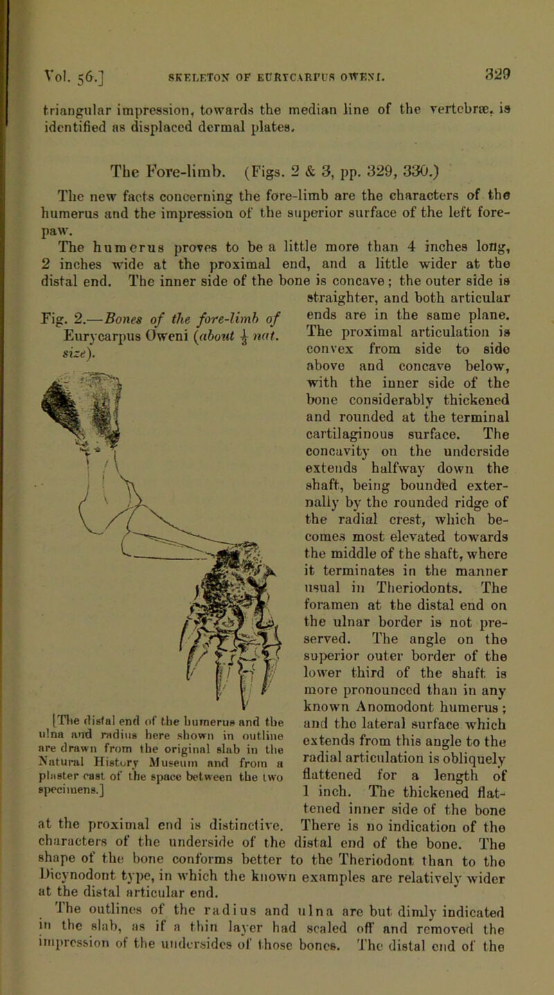 triangular impression, towards the median line of the vertcbrte, is identified as displaced dermal plates. asek The Fore-lirab. (Figs. 2 & 3, pp. 329, 330.) The new facts concerning the fore-limb are the characters of the humerus and the impressiou of the superior surface of the left fore- paw. The humerus proves to be a little more than 4 inches long, 2 inches wide at the proximal end, and a little wider at the distal end. The inner side of the bone is concave; the outer side is straighter, and both articular Fig. 2.—Bones of the fore-limb of ends are in the same plane. Eurycarpus Oweni (about ^ not. proximal articulation is size\ convex from side to side above and concave below, with the inner side of the bone considerably thickened and rounded at the terminal cartilaginous surface. The concavity on the underside extends halfway down the shaft, being bounded exter- nally by the rounded ridge of the radial crest, which be- comes most elevated towards the middle of the shaft, where it terminates in the manner usual in Theriodonts. The foramen at the distal end on the ulnar border is not pre- served. The angle on the superior outer border of the lower third of the shaft is more pronounced than in any known Anomodont humerus; and the lateral surface which extends from this angle to the radial articulation is obliquely flattened for a length of 1 inch. The thickened flat- tened inner side of the bone at the proximal end is distinctive. There is no indication of the characters of the underside of the distal end of the bone. The shape of the bone conforms better to the Theriodont than to the Dicynodont type, in which the known examples are relatively wider at the distal articular end. Ihe outlines ot the radius and ulna are but dimly indicated in the slab, as if a thin layer had scaled off and removed the impression of the undersides of those bones. The distal end of the [The distal end of t.he b umerim and the ulna and radius here shown in outline are drawn from the original slab in the Natural History Museum and from a plaster east of the space between the two specimens.]