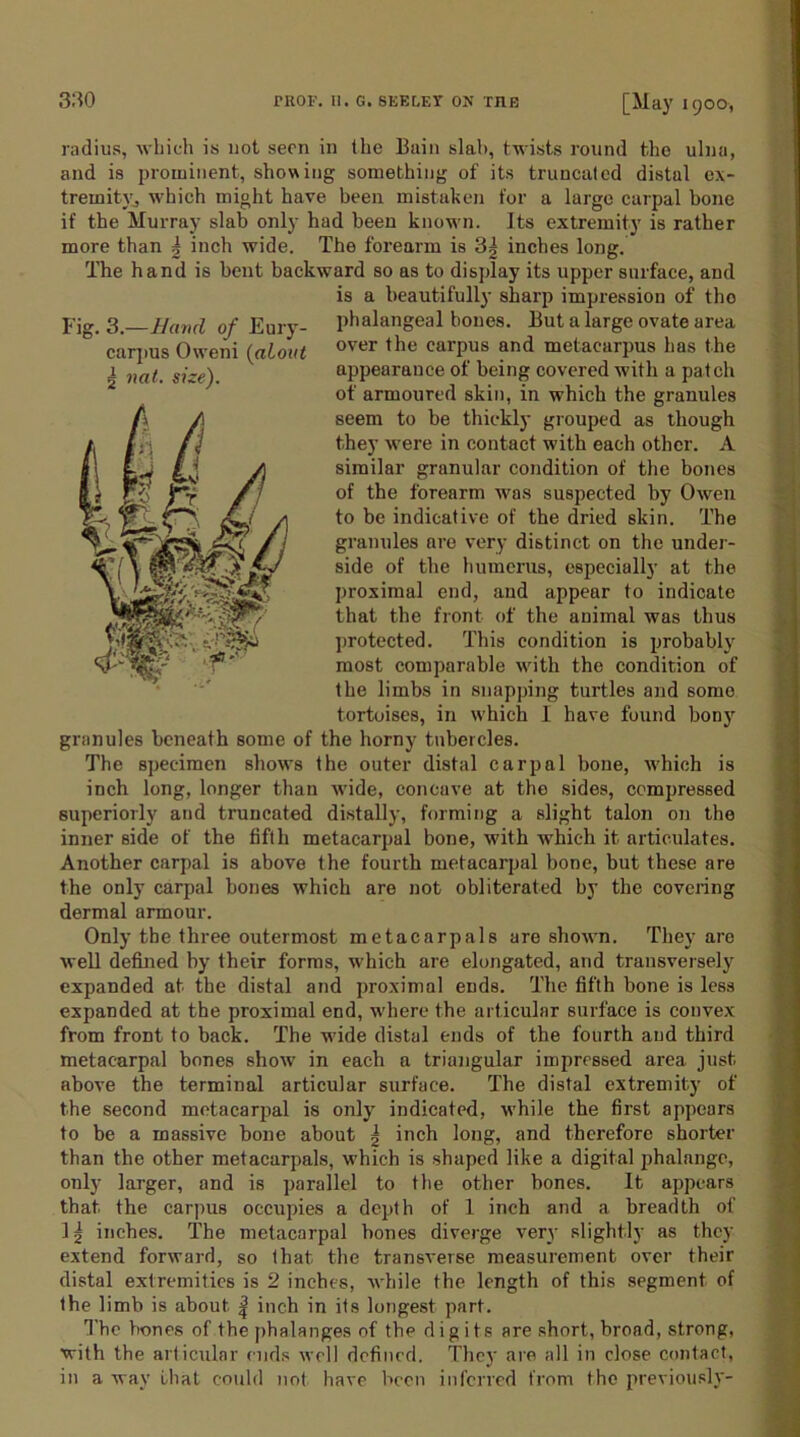 radius, which is not seen in the Bain slab, twists round the ulna, and is prominent, showing something of its truncated distal ex- tremity, which might have been mistaken for a large carpal bone if the Murray slab only had been known. Its extremity is rather more than | inch wide. The forearm is 3| inches long. The hand is bent backward so as to display its upper surface, and is a beautifully sharp impression of tho phalangeal bones. But a large ovate area over the carpus and metacarpus has the appearance of being covered with a patch of armoured skin, in which the granules seem to he thickly grouped as though they were in contact with each other. A similar granular condition of the bones of the forearm was suspected by Owen to he indicative of the dried skin. The granules are very distinct on the under- side of the humerus, especially at the proximal end, and appear to indicate that the front of the animal was thus protected. This condition is probably most comparable with the condition of the limbs in snapping turtles and some tortoises, in which I have found bony granules beneath some of the horny tubercles. The specimen shows the outer distal carpal bone, w’hich is inch long, longer than wide, concave at the sides, compressed superiorly and truncated distally, forming a slight talon on the inner side of the fifth metacarpal bone, with which it articulates. Another carpal is above the fourth metacarpal bone, but these are the only carpal bones which are not obliterated by the covering dermal armour. Only the three outermost metacarpals are shown. They are well defined by their forms, which are elongated, and transversely expanded at the distal and proximal ends. The fifth bone is less expanded at the proximal end, where the articular surface is convex from front to back. The wide distal ends of the fourth and third metacarpal bones show in each a triangular impressed area just above the terminal articular surface. The distal extremity of the second metacarpal is only indicated, while the first appears to be a massive bone about g inch long, and therefore shorter than the other metacarpals, which is shaped like a digital phalange, only larger, and is parallel to the other bones. It appears that the carpus occupies a depth of 1 inch and a breadth of lg inches. The metacarpal hones diverge very slightly as they extend forward, so that the transverse measurement over their distal extremities is 2 inches, while the length of this segment of the limb is about | inch in its longest part. The bones of the phalanges of the digits are short, broad, strong, with the articular cuds well defined. They are all in close contact, in a way that could not have been inferred from the previously- Fig. 3.—Hand of Eury- carpus Oweni (about g nat. size).