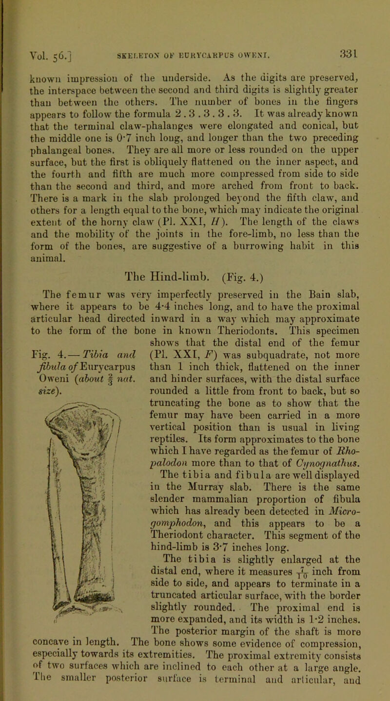 Vol. 56.] SKELETON OF EORYCAKPUS OWE NT. 33 L known impression of the underside. As the digits are preserved, the interspace between the second and third digits is slightly greater than between the others. The number of bones in the fingers appears to follow the formula 2.3.3.3.3. It was already known that the terminal claw-phalanges were elongated and conical, but the middle one is 07 inch long, and longer than the two preceding phalangeal bones. They are all more or less rounded on the upper surface, but the first is obliquely flattened on the inner aspect, and the fourth and fifth are much more compressed from side to side than the second and third, and more arched from front to back. There is a mark in the slab prolonged beyond the fifth claw, and others for a length equal to the bone, which may indicate the original extent of the horny claw (PI. XXI, U). The length of the claws and the mobility of the joints in the fore-limb, no less than the form of the bones, are suggestive of a burrowing habit in this animal. The Hind-limb. (Fig. 4.) The femur was very imperfectly preserved in the Bain slab, where it appears to be 4-4 inches long, and to have the proximal articular head directed inward in a way which may approximate to the form of the bone in known Theriodonts. This specimen shows that the distal end of the femur Fig. 4.— Tibia and (PI. XXI, F) was subquadrate, not more fibula o/Eurycarpus than 1 inch thick, flattened on the inner Oweni (about § nat. and hinder surfaces, with the distal surface rounded a little from front to back, but so truncatiug the bone as to show that the femur may have been carried in a more vertical position than is usual in living reptiles. Its form approximates to the bone which I have regarded as the femur of Itho- palodon more than to that of Cynognatlms. The tibia and fibula are well displayed in the Murray slab. There is the same slender mammalian proportion of fibula which has already been detected in Micro- gomphodon, and this appears to be a Theriodont character. This segment of the hind-limb is 3'7 inches long. The tibia is slightly enlarged at the distal end, where it measures T'(l inch from side to side, and appears to terminate in a truncated articular surface, with the border slightly rounded. The proximal end is more expanded, and its width is l-2 inches. The posterior margin of the shaft is more concave in length. The bone shows some evidence of compression, especially towards its extremities. The proximal extremity consists of two surfaces which are inclined to each other at a large angle. I lie smaller posterior surface is terminal and articular, and size).