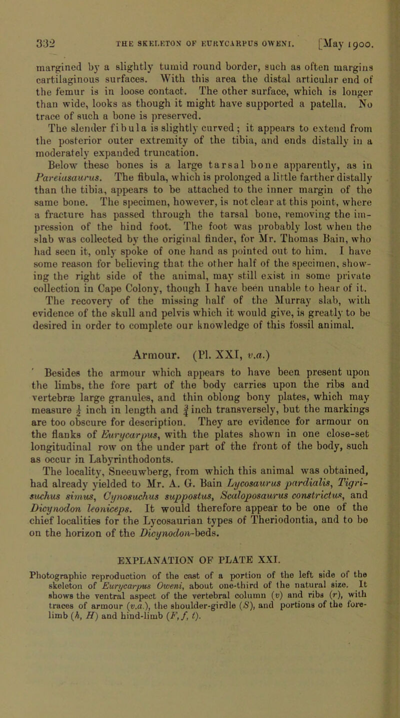 margined by a slightly tumid round border, such as often margins cartilaginous surfaces. With this area the distal articular end of the femur is in loose contact. The other surface, which is longer than wide, looks as though it might have supported a patella. No trace of such a bone is preserved. The slender fibula is slightly curved ; it appears to extend from the posterior outer extremity of the tibia, and ends distally in a moderately expanded truncation. Below these bones is a large tarsal bone apparently, as in Pareiasaurus. The fibula, which is prolonged a little farther distally than the tibia, appears to be attached to the inner margin of the same bone. The specimen, however, is not clear at this point, where a fracture has passed through the tarsal bone, removing the im- pression of the hind foot. The foot was probably lost when the slab was collected by the original finder, for Mr. Thomas Bain, who had seen it, only spoke of one hand as pointed out to him. I have some reason for believing that the other half of the specimen, show- ing the right side of the animal, may still exist in some private collection in Cape Colony, though I have been unable to hear of it. The recovery of the missing half of the Murray slab, with evidence of the skull and pelvis which it would give, is greatly to be desired in order to complete our knowledge of this fossil animal. Armour. (PI. XXI, v.a.) Besides the armour which appears to have been present upon the limbs, the fore part of the body carries upon the ribs and vertebrae large granules, and thin oblong bony plates, which may measure | inch in length and f inch transversely, but the markings are too obscure for description. They are evidence for armour on the flanks of Eurycarpus, with the plates shown in one close-set longitudinal row on the under part of the front of the body, such as occur in Labyrinthodonts. The locality, Sneeuwberg, from which this animal was obtained, had already yielded to Mr. A. Gr. Bain Lycosaurus pnrdialis, Tigri- suchus simus, Cynosuchus suppostus, Scaloposaurus constrictus, and Dicynodon leoniceps. It would therefore appear to be one of the chief localities for the Lycosaurian types of Theriodontia, and to be on the horizon of the Dicynodon-beds. EXPLANATION OF PLATE XXI. Photographic reproduction of the cast of a portion of the left side of the skeleton of Eurycarpus Oweni, about one-third of the natural size. It shows the ventral aspect of the vertebral column (v) and ribs (r), with traces of armour (v.a.), the shoulder-girdle (5), and portions of the fore- limb (h, H) and hind-limb (F,f, t).