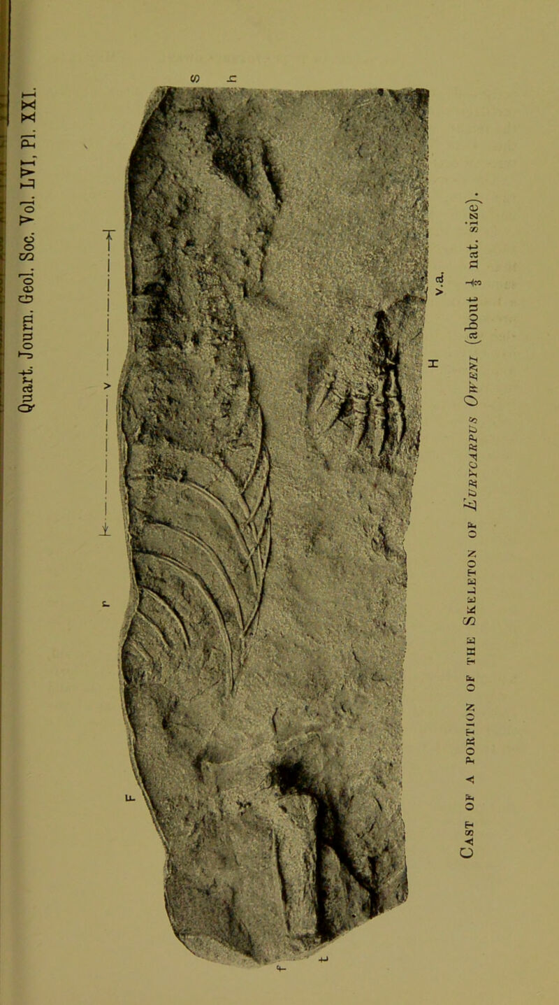 Cast of a portion of the Skeleton of Eubycabpus Oweni (about ^ nat. size).