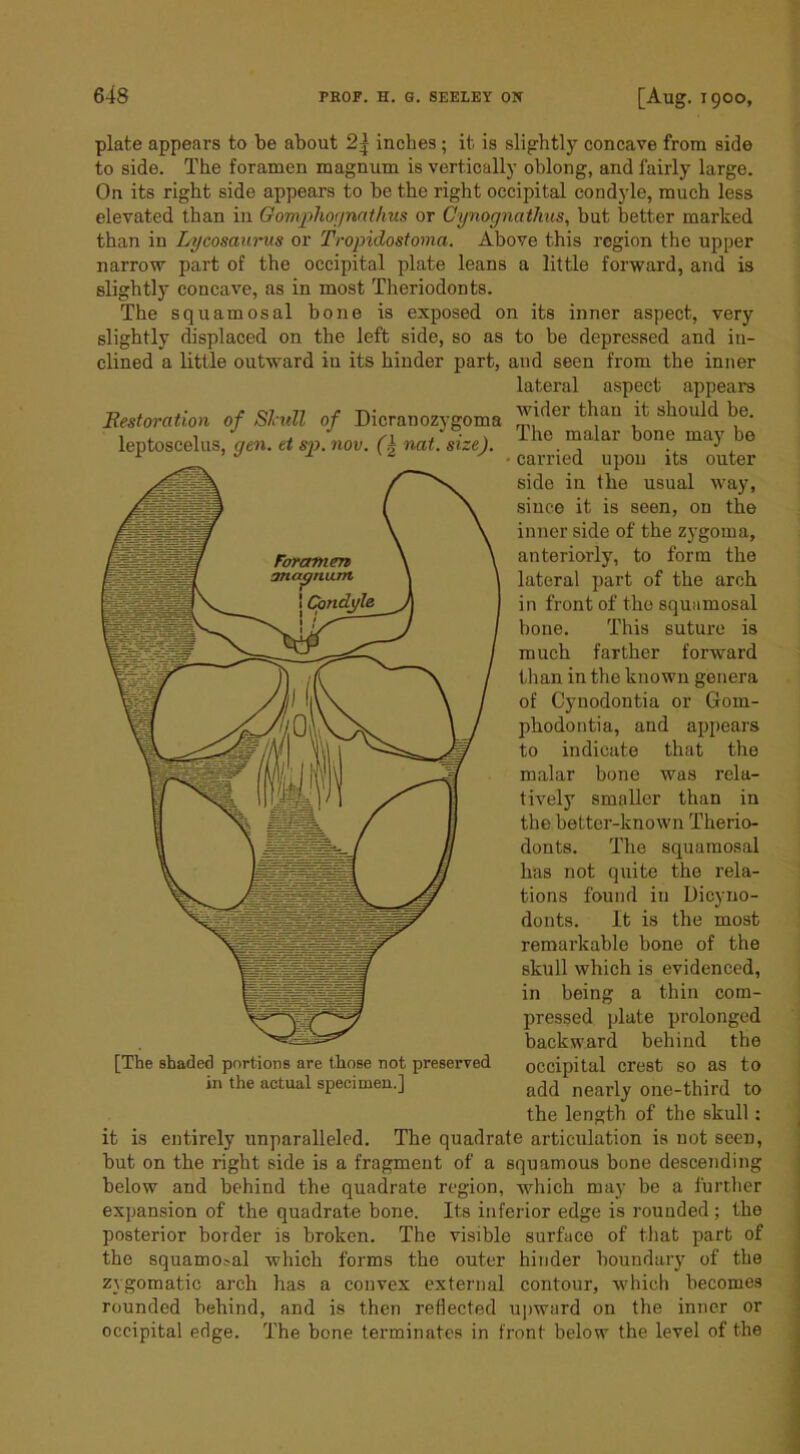 plate appears to be about 2| inches; it is slightly concave from side to side. The foramen magnum is vertically oblong, and fairly large. On its right side appears to be the right occipital condyle, much less elevated than in Gomjyhofinatlms or CynognatJius, but better marked than in Lycosaurus or Tropidostoma. Above this region the upper narrow part of the occipital plate leans a little forward, and is slightly concave, as in most Theriodonts. The squamosal bone is exposed on its inner aspect, very slightly displaced on the left side, so as to be depressed and in- clined a little outward in its hinder part, and seen from the inner lateral aspect appears Bestoration of Sl'idl of Dicranozygoma leptoscelus, gen. et sp. nov. nat. size). wider than it should be. The malar bone may be carried upon its outer side in the usual way, since it is seen, on the inner side of the zygoma, anteriorly, to form the lateral part of the arch in front of the squamosal bone. This sutui’c is much farther forAvard than in the known genera of Cynodontia or Gom- phodontia, and appears to indicate that the malar bone was rela- tively smaller than in the better-known Therio- donts. The squamosal has not quite the rela- tions found in Uicyno- donts. It is the most remarkable bone of the skull which is evidenced, in being a thin com- pressed plate prolonged backward behind the occipital crest so as to add nearly one-third to the length of the skull: it is entirely unparalleled. The quadrate articulation is not seen, but on the right side is a fragment of a squamous bone descending below and behind the quadrate region, which may be a further expansion of the quadrate bone. Its inferior edge is rounded ; the posterior border is broken. The visible surface of that part of the squamo?al which forms the outer hinder boundary of the zygomatic arch has a convex external contour, which becomes rounded behind, and is then reflected upward on the inner or occipital edge. The bone terminates in front below the level of the