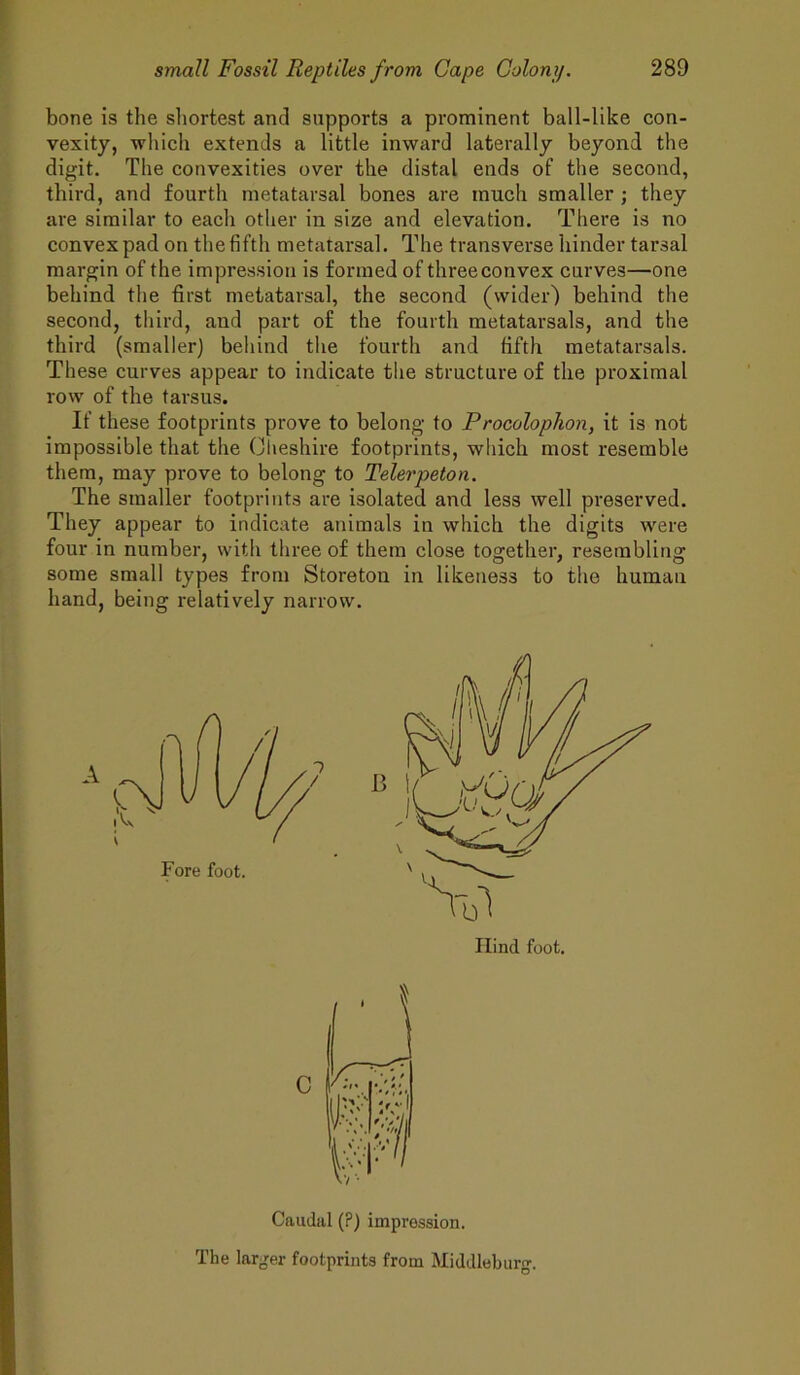 bone is the shortest and supports a prominent ball-like con- vexity, which extends a little inward laterally beyond the digit. The convexities over the distal ends of the second, third, and fourth metatarsal bones are much smaller; they are similar to each other in size and elevation. There is no convex pad on the fifth metatarsal. The transverse hinder tarsal margin of the impression is formed of three convex curves—one behind the first metatarsal, the second (wider) behind the second, third, and part of the fourth metatarsals, and the third (smaller) behind the fourth and fifth metatarsals. These curves appear to indicate the structure of the proximal row of the tarsus. If these footprints prove to belong to Procolophon, it is not impossible that the Cheshire footprints, which most resemble them, may prove to belong to Telerpeton. The smaller footprints are isolated and less well preserved. They appear to indicate animals in which the digits were four in number, with three of them close together, resembling some small types from Storeton in likeness to the human hand, being relatively narrow. Caudal (?) impression. The larger footprints from Middleburg.