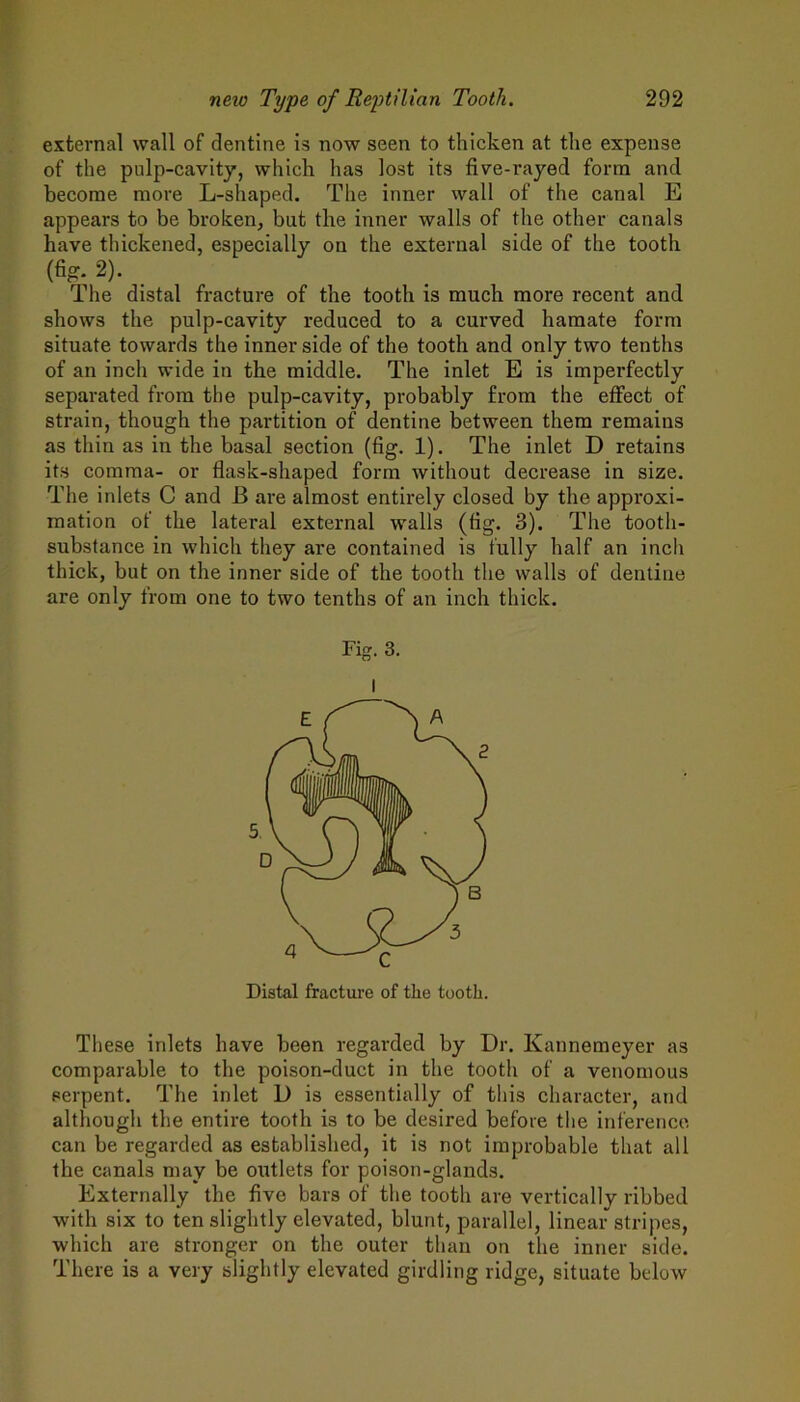 external wall of dentine is now seen to thicken at the expense of the pulp-cavitj, which has lost its five-rajed form and become more L-shaped. The inner wall of the canal E appears to be broken, but the inner walls of the other canals have thickened, especially on the external side of the tooth (%- 2). The distal fracture of the tooth is much more recent and shows the pulp-cavity reduced to a curved hamate form situate towards the inner side of the tooth and only two tenths of an inch wide in the middle. The inlet E is imperfectly separated from the pulp-cavity, probably from the effect of strain, though the partition of dentine between them remains as thin as in the basal section (fig. 1). The inlet D retains its comma- or flask-shaped form without decrease in size. The inlets C and B are almost entirely closed by the approxi- mation of the lateral external walls (fig. 3). The tooth- substance in which they are contained is fully half an inch thick, but on the inner side of the tooth the walls of dentine are only from one to two tenths of an inch thick. Fig. 3. I Distal fracture of the tooth. These inlets have been regarded by Dr. Kannemeyer as comparable to the poison-duct in the tooth of a venomous serpent. The inlet D is essentially of this character, and although the entire tooth is to be desired before the inference can be regarded as established, it is not improbable that all the canals may be outlets for poison-glands. Externally the five bars of the tooth are vertically ribbed with six to ten slightly elevated, blunt, parallel, linear stripes, which are stronger on the outer than on the inner side. There is a very slightly elevated girdling ridge, situate below