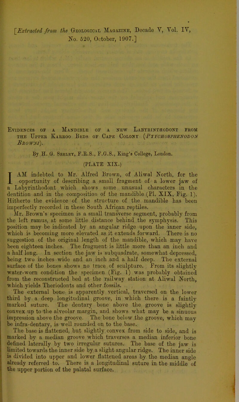 No. 520, October, 1907.] Evidences of a Mandible oP a neav Labteinthodont peom THE Dppes Kareoo Beds of Cape Colont [PiycHosPHENODOii Browei). By H. G. Seeley, F.R.S., F.G.S., King’s College, London. (PLATE XIX.) I AM indebted to Mr. Alfred Brown, of Aliwal North, for the opportunity of describing a small fragment of a lower jaw of a Labyrinthodont which shows some unusual characters in the dentition and in the composition of the mandible (PI. XIX, Fig. 1). Hitherto the evidence of the structure of the mandible has been imperfectly recorded in these South African reptiles. Mr. Brown’s specimen is a small transverse segment, probably from the left ramus, at some little distance behind the symphysis. This position may be indicated by an angular ridge upon the inner side, which is becoming more elevated as it extends forward. There is no suggestion of the oiiginal length of the mandible, which may have been eighteen inches. The fragment is little more than an inch and a half long. In section the jaw is subquadrate, somewhat depressed, being two inches wide and an inch and a half deep. The external surface of the bones shows no trace of sculpture. From its slightly water-worn condition the specimen (Fig. 1) was probably obtained from the reconstructed bed at the railway station at Aliwal North, which yields Theriodonts and other fossils. The external bone- is apparently vertical, traversed on the lower third by a deep longitudinal groove, in which there is a faintly marked suture. The dentary bone above the groove is slightly convex up to the alveolar margin, and shows what may be a sinuous impression above the groove. The bone below the groove, which may be infra-dentaiy, is well rounded on to the base. The base is flattened, but slightly convex from side to side, and is marked by a median groove which traverses a median inferior bone defined laterally by two irregular sutures. The base of the jaw is limited towards the inner side by a slight angular ridge. The inner side is divided into upper and lower flattened areas by the median angle already referred to. There is a longitudinal suture in the middle of the upper portion of the palatal surface.