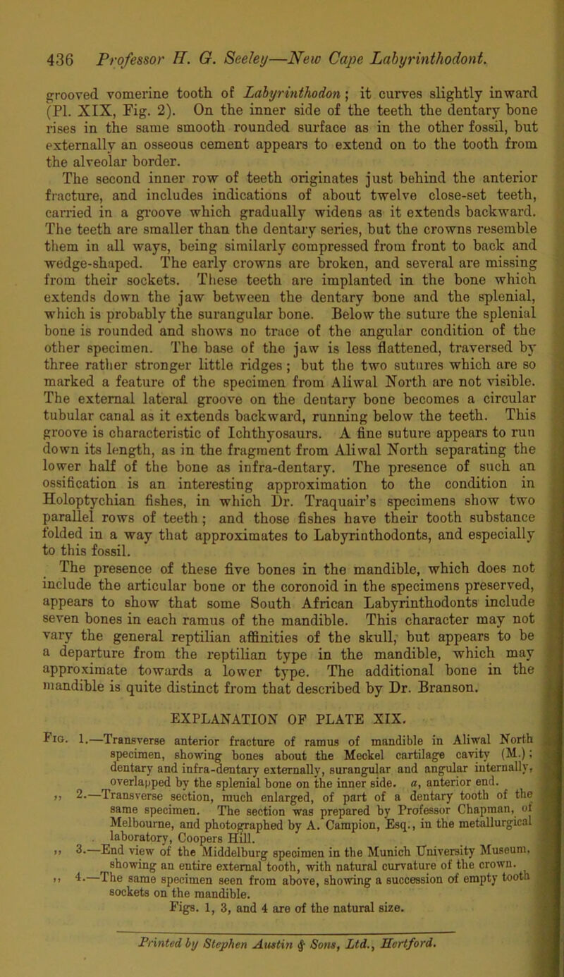 grooved vomerine tooth of Lahyrinthodon; it curves slightly inward (PI. XIX, Pig. 2). On the inner side of the teeth the dentary hone rises in the same smooth rounded surface as in the other fossil, but externally an osseous cement appears to extend on to the tooth from the alveolar border. The second inner row of teeth originates just behind the anterior fracture, and includes indications of about twelve close-set teeth, carried in a gi'oove which gradually widens as it extends backward. The teeth are smaller than the dentary series, but the crowns resemble them in all ways, being similarly compressed from front to back and wedge-shaped. The early crowns are broken, and several are missing - ■ from their sockets. These teeth are implanted in the bone which ^ extends down the jaw between the dentary bone and the splenial, i which is probably the surangular bone. Below the suture the splenial f bone is rounded and shows no truce of the angular condition of the 1 other specimen. The base of the jaw is less flattened, traversed by J three rather stronger little ridges ; but the two sutures which are so ^ marked a feature of the specimen from Aliwal North are not visible. , The external lateral groove on the dentary bone becomes a circular tubular canal as it extends backward, running below the teeth. This | groove is characteristic of Ichthyosaurs. A fine suture appears to run | down its length, as in the fragment from Aliwal North separating the | lower half of the bone as infra-dentary. The presence of such an ■ ossification is an interesting approximation to the condition in Holoptychian fishes, in which Dr. Traquair’s specimens show two M parallel rows of teeth ; and those fishes have their tooth substance g folded in a way that approximates to Labyrinthodonts, and especially ^ to this fossil. y The presence of these five bones in the mandible, which does not 9 include the articular bone or the coronoid in the specimens preserved, 9 appears to show that some South African Labyrinthodonts include 9 seven bones in each ramus of the mandible. This character may not 9 vary the general reptilian affinities of the skull, but appears to be 9 a departure from the reptilian type in the mandible, which may 9 approximate towards a lower type. The additional bone in the mandible is quite distinct from that described by Dr. Branson. 9 EXPLANATION OF PLATE XIX. ■ L—Transverse anterior fracture of ramus of mandible in Aliwal North specimen, showing bones about tbe Meckel cartilage cavity (M.); dentary and infra-dentary externally, surangular and angular internally, overlapped by the splenial bone on the inner side, a, anterior end. ^B ji 2.—Transverse section, much enlarged, of part of a dentary tooth of the j^B. same specimen. The section was prepared by Professor Chapman, of Melbourne, and photographed by A. Campion, Esq., in the metallurgical ^B laboratory, Coopers Hill. ^B ,, 3.—End view of the Middelburg specimen in the Munich University Museum, ^B showing an entire external tooth, with natural curvature of the crown. ^B >i 4.—The same specimen seen from above, showing a succession of empty tooth sockets on the mandible. Figs. 1, 3, and 4 are of the natural size. |^B Printed by Stephen Austin ^ Sons, Ltd., Hertford.