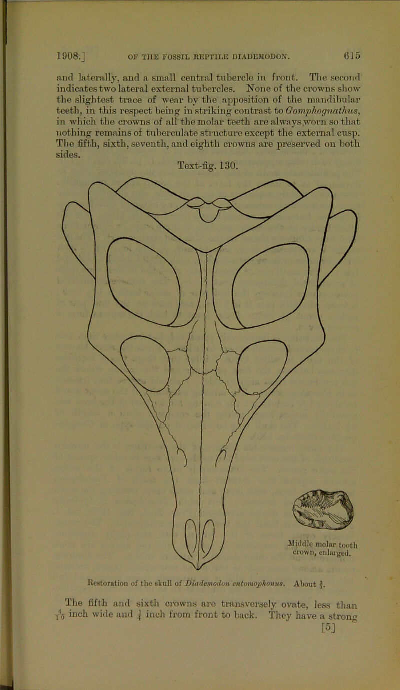 and laterally, and a small central tubercle in front. The second indicates two lateral external tubercles. None of the crowns show the slightest trace of wear by the apposition of the mandibular teeth, in this respect being in striking contrast to Gomphognalhus, in which the crowns of all the molar teeth are always .worn so that nothing remains of tuberculate structure except the external cusp. The fifth, sixth, seventh, and eighth crowns are preserved on both sides. Text-fig. 130. Restoration of the skull of Diademodon cntomoplionus. About The fifth and sixth crowns are transversely ovate, less than 1% inch wide and ] inch from front to back. They have a strong
