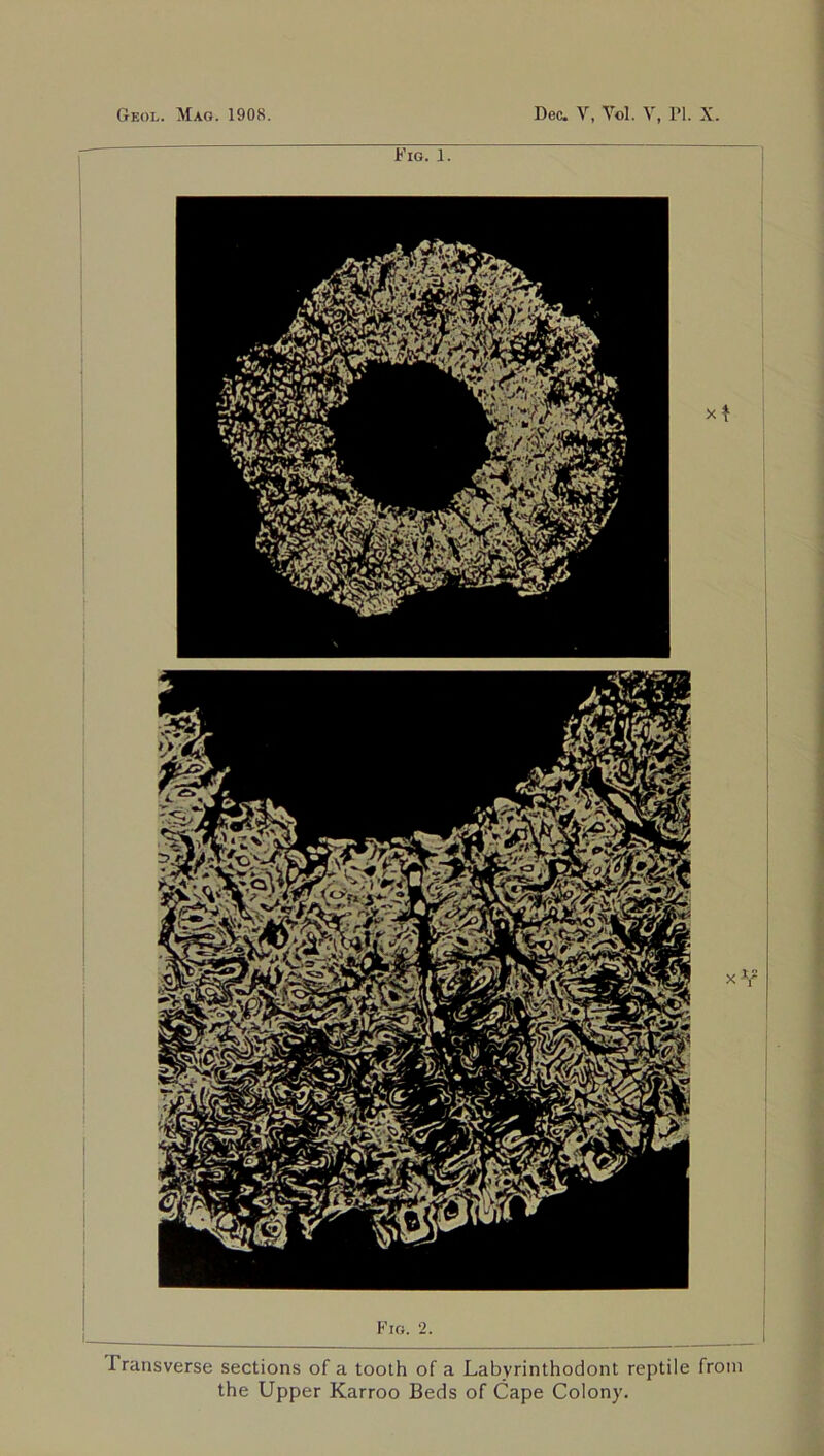 Geol. Mao. 1908. Dec. V, Vol. V, PI. X. Fig. 2. Transverse sections of a tooth of a Labvrinthodont reptile from the Upper Karroo Beds of Cape Colony.