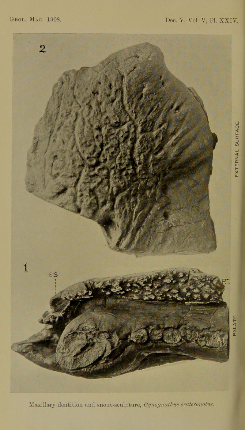 Geol. Mag. 1908. Dec. V, Vol. V, FI. XXIV. ^Maxillary dentition and .snout-sculptnre, Chjnoijnatlnn^ emteroaotus. EXTERNAL SURFACE.