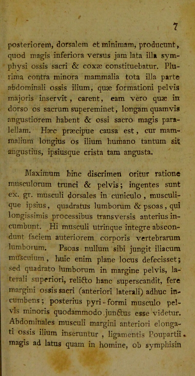 posteriorem, dorsalem et minimam, productmt, quod magis inferiora versus jam lata illa sym- physi ossis sacri & coxae constituebatur. Plu- rima contra minora mammalia tota illa parte abdominali ossis ilium, quae formationi pelvis majoris inservit, carent, eam vero quae in dorso os sacrum supereminet, longam quamvis angustiorem habent & ossi sacro magis para- lellam. Haec praecipue causa est, cur mam- malium longius os ilium humano tantum sit angustius, ipsiusque crista tam angusta. Maximum hinc discrimen oritur ratione musculorum trunci & pelvis; ingentes sunt ex. gr. musculi dorsales in cuniculo , musculi- que ipsius, quadratus lumborum & psoas, qui longissimis processibus transversis anterius in- cumbunt. Hi musculi utrinque integre abscon- dunt taciem anteriorem corporis vertebrarum lumborum. Psoas nullum sibi jungit iliacum mifsculum, huic enim plane locus defecisset; sed quadrato lumborum in margine pelvis, la- terali superiori, relifto hanc superscandit, fere margini ossis sacri (anteriori laterali) adhuc in- cumbens; posterius pyri-formi musculo pel- vis minoris quodammodo Junftus esse videtur. Abdominales musculi margini anteriori elonga- ti ossis ilium inseruntur , ligamentis Poupartii. magis ad latus quam in homine, ob symphisin