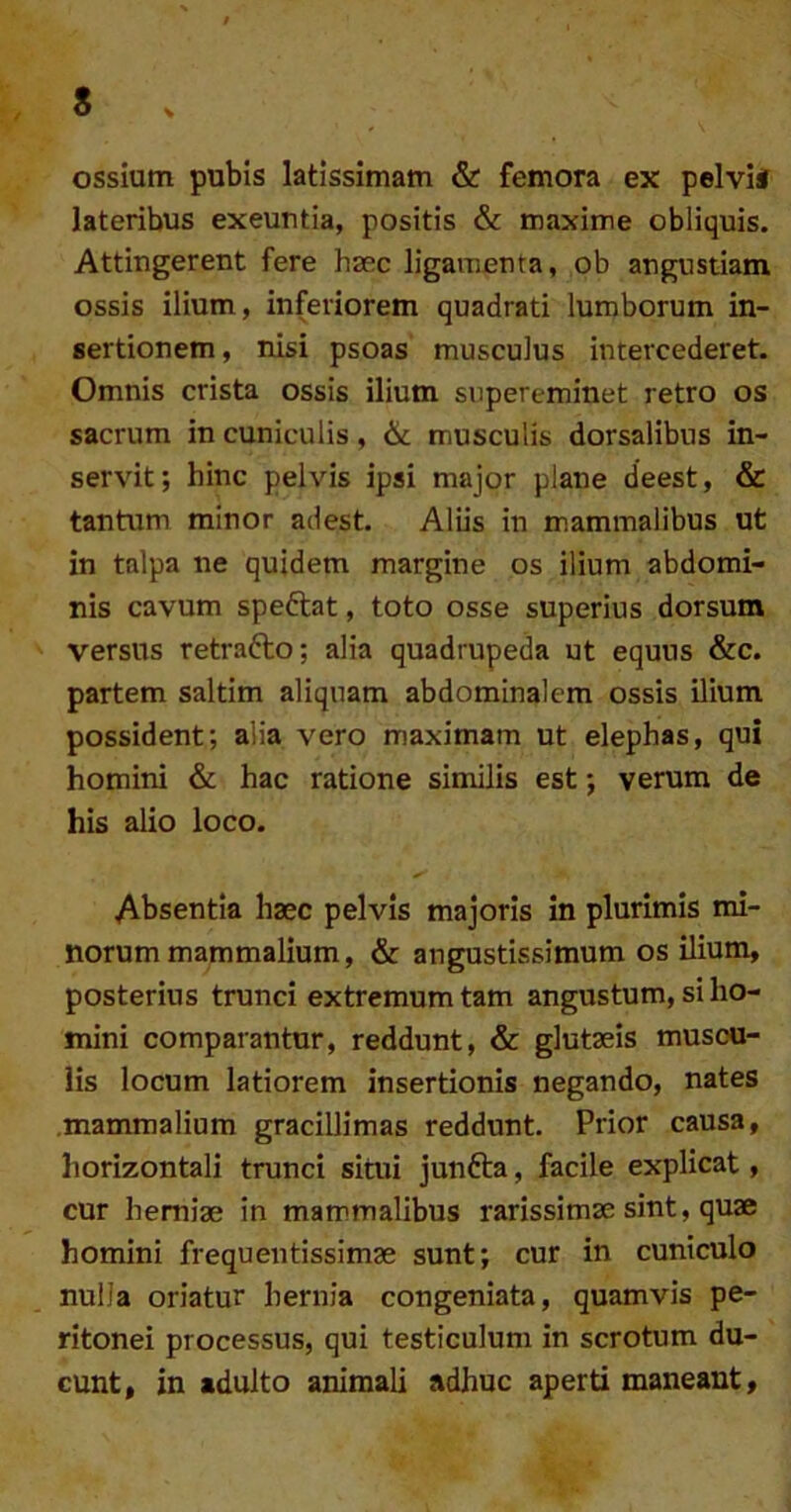 s ossium pubis latissimam & femora ex pelvi# lateribus exeuntia, positis & maxime obliquis. Attingerent fere haec ligamenta, ob angustiam ossis ilium, inferiorem quadrati lumborum in- sertionem, nisi psoas musculus intercederet. Omnis crista ossis ilium supereminet retro os sacrum in cuniculis, & musculis dorsalibus in- servit; hinc pelvis ipsi major plane deest, & tantum minor adest. Aliis in mammalibus ut in talpa ne quidem margine os ilium abdomi- nis cavum speftat, toto osse superius dorsum versus retrafto; alia quadrupeda ut equus &c. partem saltim aliquam abdominalem ossis ilium possident; alia vero maximam ut elephas, qui homini & hac ratione similis est; verum de his alio loco. Absentia haec pelvis majoris in plurimis mi- norum mammalium, & angustissimum os ilium, posterius trunci extremum tam angustum, si ho- mini comparantur, reddunt, & glutaeis muscu- lis locum latiorem insertionis negando, nates .mammalium gracillimas reddunt. Prior causa, horizontali trunci situi junfta, facile explicat, cur herniae in mammalibus rarissimae sint, quae homini frequentissimae sunt; cur in cuniculo nulla oriatur hernia congeniata, quamvis pe- ritonei processus, qui testiculum in scrotum du- cunt, in adulto animali adhuc aperti maneant.
