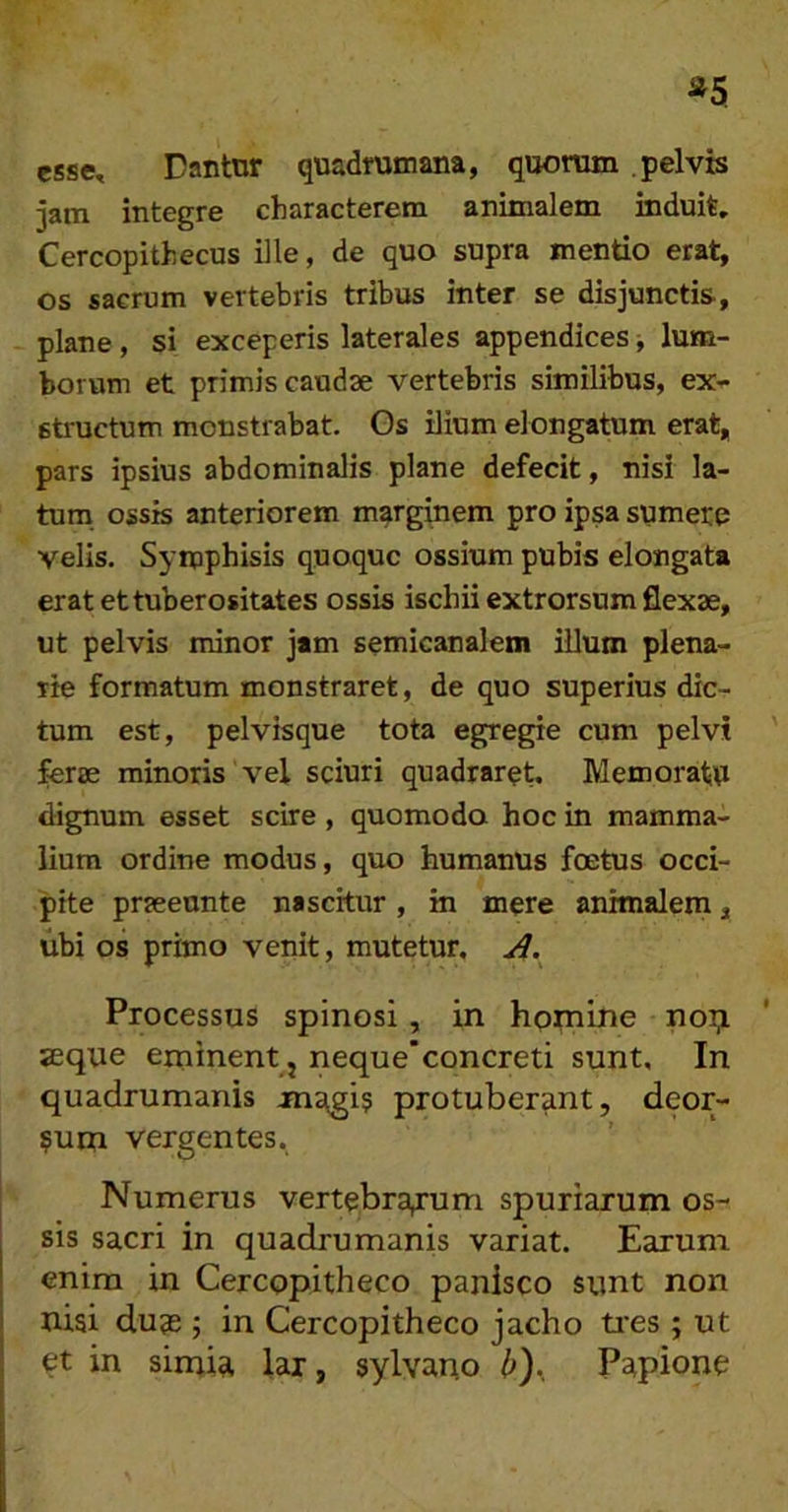 esse, Dantnr quadrumana, quoram pelvis jam integre characterem animalem induit, Cercopithecus ille, de quo supra mentio erat, os sacrum vertebris tribus inter se disjunctis, plane, si exceperis laterales appendices lum- borum et primis caudae vertebris similibus, ex- structum monstrabat. Gs ilium elongatum erat, pars ipsius abdominalis plane defecit, nisi la- tum ossis anteriorem marginem pro ipsa sumere velis. Symphisis quoque ossium pubis elongata erat et tuberositates ossis ischii extrorsum flexae, ut pelvis minor jam semicanalem illum plena- rie formatum monstraret, de quo superius dic- tum est, pelvisque tota egregie cum pelvi ferae minoris vel sciuri quadraret. Memoratvi dignum esset scire, quomodo hoc in mamma- lium ordine modus, quo humanus foetus occi- pite praeeunte nascitur , in mere animalem, ubi os primo venit, mutetur. Processus spinosi, in homine noi;i seque eininent, neque’concreti sunt. In quadrumanis magi? protuberant, deor- sum vergentes. Numerus vertebra^rum spuriarum os- sis sacri in quadrumanis variat. Earum enim in Cercopitheco panisco sunt non nisi du9B ; in Cercopitheco jacho tres ; ut et in simia lar, sylvano Papione