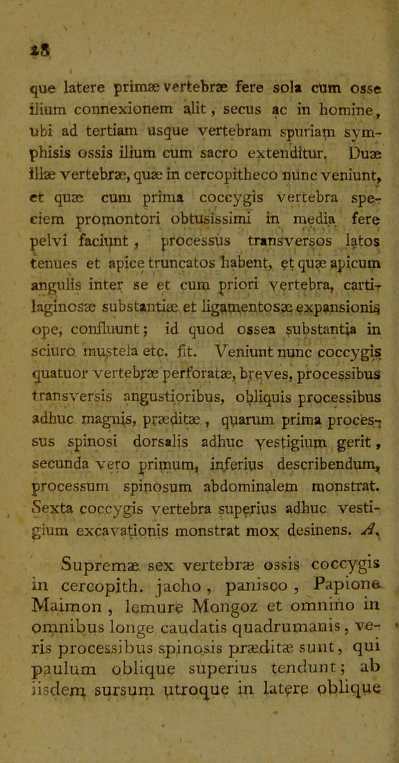is I que latere primae vertebrae fere sola cum osse ilium connexionem alit, secus ac in homine, ubi ad tertiam usque vertebram spuriapi sym- phisis ossis ilium cum sacro extenditur, Duae illae vertebrae, quae in cercopitheco nunc veniunt, Y* et quae cum prima coccygis vertebra spe- ciem promontori obtusissimi in media fere pelvi faciunt, processus transversos l^tos tenues et apice truncatos habent, et qu» apicum angulis inter se et cum priori vertebra, cartir laginosae substantiae et lig^mentosae expansioni^ ope, confluunt; id quod ossea substantia in sciuro mustela etc. fit. Veniunt nunc coccygis, quatuor vertebrae perforatae, breves, processibus transversis angustioribus, obliquis processibus adhuc magnis, praeditae , quarum prima proces- sus spinosi dorsalis adhuc yestigium gerit, secunda vero pritnum, inferius describendum^ processum spinosum abdominalem monstrat. iSexta coccygis vertebra superius adhuc vesti- gium excavationis monstrat mox; desinens. Supremae sex vertebrae ossis coccygis in cercopith. jacho, panisco , Papione Maimon , lemure Mongoz et omnirio in onmibus longe caudatis quadrunianis, ve- * ris processibus spinosis praeditae sunt, qui paulum oblique superius tendunt; ab iisdem sursum qtroque in latere obliq.tie
