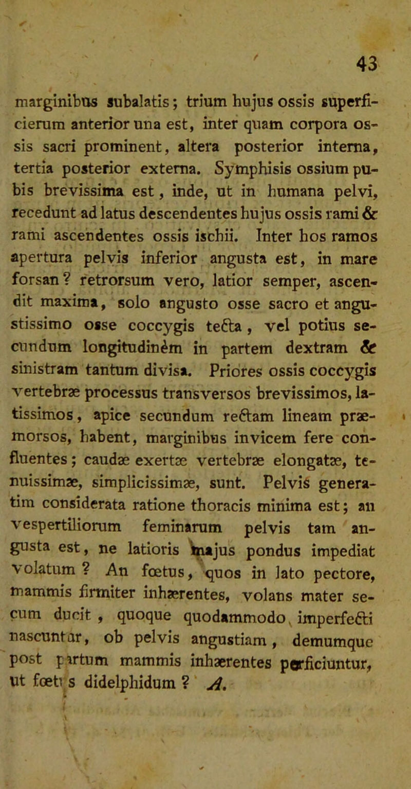 marginibus subalatis; trium hujus ossis superfi- cierum anterior una est, inter quam corpora os- sis sacri prominent, altera posterior interna, tertia posterior externa. Symphisis ossium pu- bis brevissima est, inde, ut in humana pelvi, recedunt ad latus descendentes hujus ossis rami & rami ascendentes ossis ischii. Inter hos ramos apertura pelvis inferior angusta est, in mare forsan? retrorsum vero, latior semper, ascen- dit maxima, solo angusto osse sacro et angu- stissimo osse coccygis tefta , vel potius se- cundum longitudinem in partem dextram & sinistram tantum divisa. Priores ossis coccygis vertebras processus transversos brevissimos, la- tissimos, apice secundum reftam lineam prae- • morsos, habent, marginibus invicem fere con- fluentes ; caudae exertae vertebrae elongatae, te- nuissimae, simplicissimae, sunt. PelviS genera- tim considerata ratione thoracis minima est; an vespertiliorum feminarum pelvis tam an- gusta est, ne latioris linajus pondus impediat volatum ? An foetus, quos in lato pectore, mammis firmiter inhaerentes, volans mater se- cum ducit, quoque quodammodo ^ imperfefti nascuntur, ob pelvis angustiam, demumquc post pirtum mammis inhaerentes perficiuntur, Ut foetius didelphidum ? A.