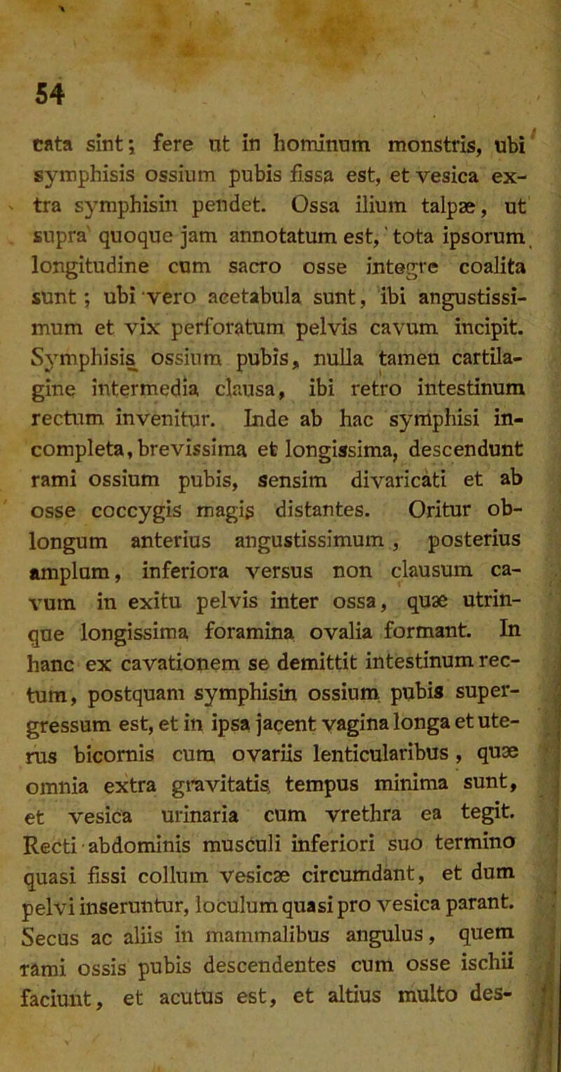 cata sintj fere ut in hominum monstris, ubi symphisis ossium pubis fissa est, et vesica ex- ' tra symphisin pendet. Ossa ilium talpae, ut supra' quoque jam annotatum est,' tota ipsorum, longitudine cum sacro osse integre coalita sunt; ubi vero acetabula sunt, ibi angustissi- mum et vix perforatum pelvis cavum incipit. Symphisis ossium pubis, nulla tamen cartila- gine intermedia clausa, ibi retro intestinum rectum invenitur. Inde ab hac syniphisi in- completa, brevissima et longissima, descendunt rami ossium pubis, sensim divaricati et ab osse coccygis magis distantes. Oritur ob- longum anterius angustissimum , posterius amplum, inferiora versus non clausum ca- vum in exitu pelvis inter ossa, quae utrin- que longissima foramina ovalia formant. In hanc ex cavationem se demittit intestinum rec- tum, postquam symphisin ossium, pubis super- gressum est, et in ipsa jacent vagina longa et ute- rus bicomis cum ovariis lenticularibus , quae omnia extra gravitatis, tempus minima sunt, et vesica urinaria cum vrethra ea tegit. Recti abdominis musculi inferiori suo termino quasi fissi collum vesicae circumdant, et dum pelvi inseruntur, loculum quasi pro vesica parant. Secus ac aliis in mammalibus angulus, quem rami ossis pubis descendentes cum osse ischii faciunt, et acutus est, et altius multo des- '