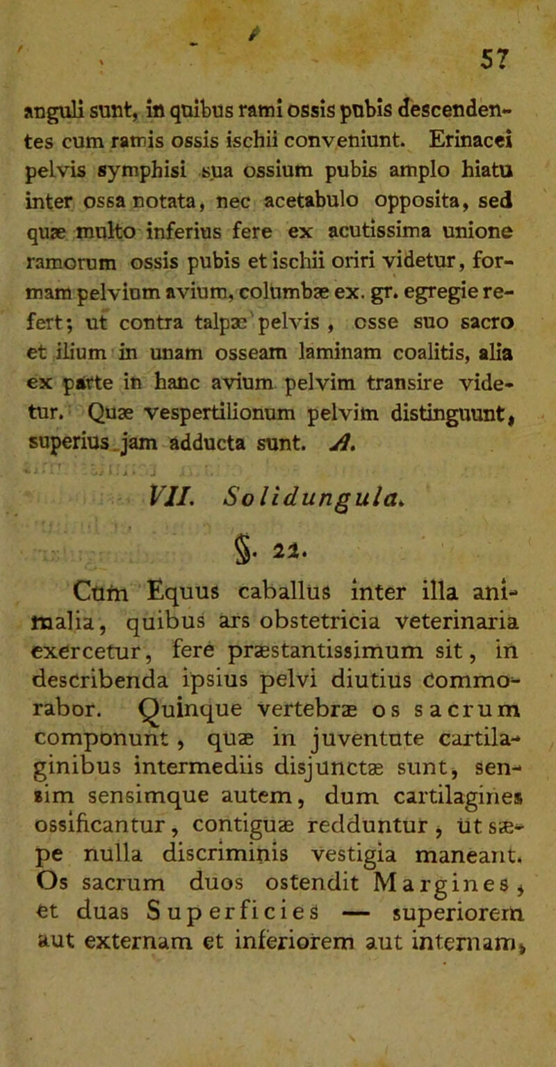 anguli sunt, in quibus rami ossis pubis descenden- tes cum ramis ossis ischii conveniunt. Erinacei pelvis symphisi sua ossium pubis amplo hiatu inter ossa notata, nec acetabulo opposita, sed quae multo inferius fere ex acutissima unione ramorum ossis pubis et ischii oriri videtur, for- mam pelvium avium, columbae ex. gr. egregie re- fert; ut contra talpae'pelvis , osse suo sacro et ilium in unam osseam laminam coalitis, alia ex parte in hanc avium pelvim transire vide- tur. Quae vespertilionum pelvim distinguunti superius .jam adducta sunt. A. * VII. Solidungula. §. 21. Cafn Equus caballus inter illa ani- malia, quibus ars obstetricia veterinaria exercetur, fere praestantissimum sit, in describenda ipsius pelvi diutius Commo- rabor. Quinque vertebrae os sacrum componunt, quae in juventute cartila- ginibus intermediis disjunctae suntj sen- sim sensimque autem, dum cartilagines ossificantur, contiguae redduntur , Ut sae- pe nulla discriminis vestigia maneant. Os sacrum duos ostendit Margines j et duas Superficies — superiorem aut externam et inferiorem aut internam»