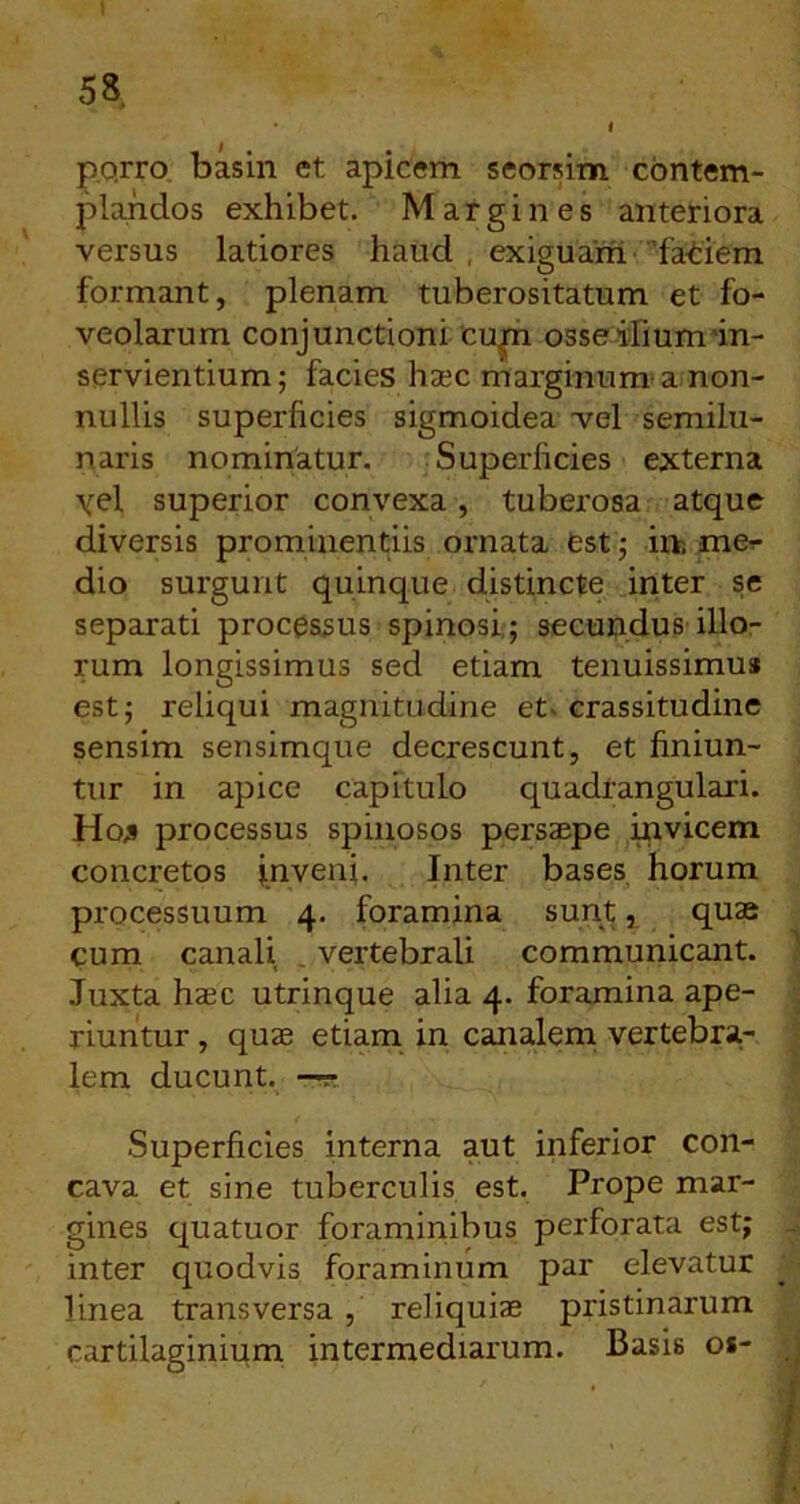 I p.o.rro basin et apicem seorsim contem- plandos exhibet. Margines anteriora versus latiores haud , exiguam 'fatiem formant, plenam tuberositatum et fo- veolarum conjunctioni cu^ osseifium'in- servientium ; facies hsec marginum^ a non- nullis superficies sigmoidea vel semilu- naris nominatur. Superficies externa \el superior convexa, tuberosa atque diversis prominentiis ornata est ; h>, me^ dio surgunt quinque distincte-.inter se separati processus spinosi,; secundus illo- rum longissimus sed etiam tenuissimus est; reliqui magnitudine et- crassitudine sensim sensimque decrescunt, et finiun- tur in apice capitulo quadrangulari. Ho;i processus spinosos persaepe mvicem concretos inveni. Inter bases, horum pi'ocessuum 4. foramina sunt ^ quae cum canali , vertebrali communicant. Juxta haec utrinque alia 4. foramina ape- riuntur , quae etiam in canalem vertebra- lem ducunt. —r Superficies interna aut inferior con- cava et sine tuberculis est. Prope mar- gines quatuor foraminibus perforata est; inter quodvis foraminum par elevatur linea transversa, reliquiae pristinarum cartilaginium intermediarum. Basis os-