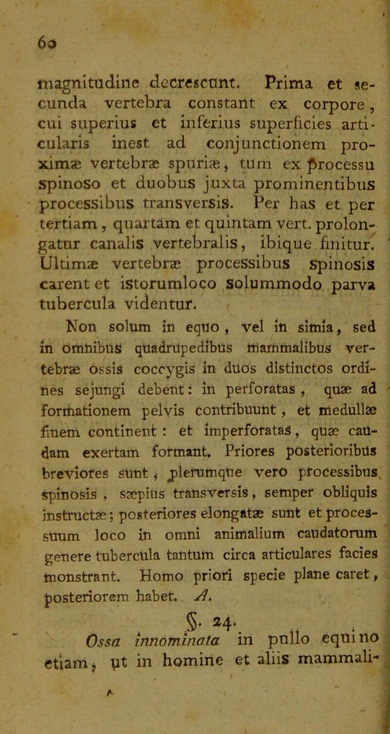 6d magnitudine decrescunt. Prima et se- cunda vertebra constant ex corpore, cui superius et inferius superficies arti- cularis inest ad conjunctionem pro- ximae vertebrae spuriae, tum ex processu spinoso et duobus juxta prominentibus processibus transversis. Per has et per tertiam, quartam et quintam vert. prolon- gatur canalis vertebralis, ibique finitur. Ultimae vertebrae processibus spinosis carent et istorumloco solummodo parva tubercula videntur. Non solum in equo, vel in simia, sed in omnibus quadrupedibus mammalibus ver- tebrae ossis coccygis in dUOs distinctos ordi- nes sejungi debent: in perforatas , quae ad formationem pelvis contribuunt, et medullae finem continent: et imperforatas, quae cau- dam exertam formant. Priores posterioribus breviores sunt, plerumque vero processibus^ spinosis , saepius transversis, semper obliquis instructae; posteriores elongatae sunt et proces- suum loco in omni animalium caudatorum genere tubercula tantum circa articulares facies monstrant. Homo priori specie plane caret, posteriorem habet. 5' ®4* ( Ossa innominata in pnllo equino etiam, \it in homine et aliis mammali- A
