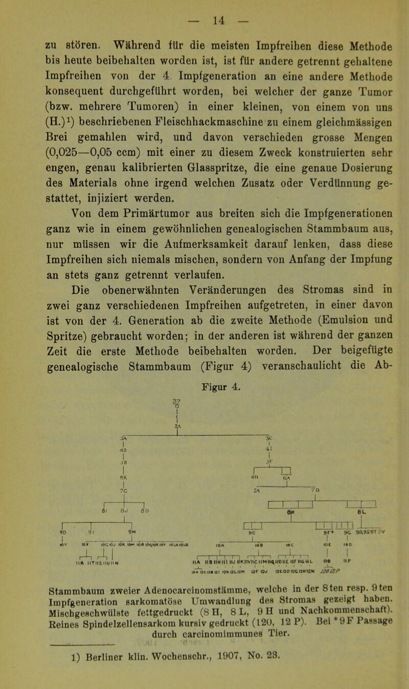 zu stören. Während für die meisten Impfreihen diese Methode bis heute beibehalten worden ist, ist fUr andere getrennt gehaltene Impfreihen von der 4, Impfgeneration an eine andere Methode konsequent durchgefUhrt worden, bei welcher der ganze Tumor (bzw. mehrere Tumoren) in einer kleinen, von einem von uns beschriebenen Fleischhackmaschine zu einem gleichmässigen Brei gemahlen wird, und davon verschieden grosse Mengen (0,025—0,05 ccm) mit einer zu diesem Zweck konstruierten sehr engen, genau kalibrierten Glasspritze, die eine genaue Dosierung des Materials ohne irgend welchen Zusatz oder Verdünnung ge- stattet, injiziert werden. Von dem Primärtumor aus breiten sich die Impfgenerationen ganz wie in einem gewöhnlichen genealogischen Stammbaum aus, nur müssen wir die Aufmerksamkeit darauf lenken, dass diese Impfreihen sich niemals mischen, sondern von Anfang der Impfung an stets ganz getrennt verlaufen. Die obenerwähnten Veränderungen des Stromas sind in zwei ganz verschiedenen Impfreihen aufgetreten, in einer davon ist von der 4. Generation ab die zweite Methode (Emulsion und Spritze) gebraucht worden; in der anderen ist während der ganzen Zeit die erste Methode beibehalten worden. Der beigefügte genealogische Stammbaum (Figur 4) veranschaulicht die Ab- Ä I 1 .vn I •3K I 7C 6J I lu 37 I 1 I iia iiTiiS'iuiiN lOCiOJ lOK iOM 10« lÖqiOM tov iOhAIOoO Figur 4. 3C I 41 I r 611 EXT »c u_ 6A I 1 I I Sr* XXI 6L T-r-] '-1 •-!- ■ IM «KIWI IIA MIIIHIII IM l<KIWIICIIMII4IIDIICIiril&HL 110 I I ' • t ' la* i3ci»ei i9iu3ti2M isr Qj isiaorTCiSHiZN J20ÜP I r 11111 j Sr* 9C 9R9S9T3V I I •OC 1*0 I I »IP Stammbaum zweier Adenocarcinomstämme, welche in der 8ten resp. 9ten Impfgeneration sarkomatöse Umwandlung des Stromas gezeigt haben. Miscbgeschwülste fettgedruckt (8 H, 8 L, 9 H und Nachkommenschaft). Reines Spindelzellensarkom kursiv gedruckt (120, 12 P). Bei *9F Passage durch carcinomimmunes Tier.