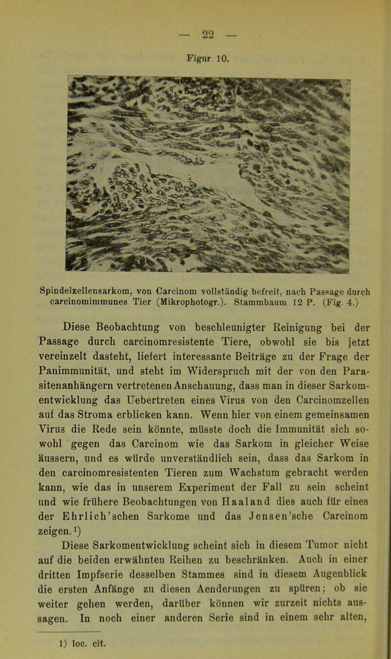 Figur 10. Spindelzellensarkom, von Carcinom vollständig befreit, nach Passage durch carcinomimmunes Tier (Mikrophotogr.). Stammbaum 12 P. (Fig. 4.) Diese Beobachtung von beschleunigter Reinigung bei der Passage durch carcinomresistente Tiere, obwohl sie bis jetzt vereinzelt dasteht, liefert interessante Beiträge zu der Frage der Panimmunität, und steht im Widerspruch mit der von den Para- sitenanhängern vertretenen Anschauung, dass man in dieser Sarkom- entwicklung das Uebertreten eines Virus von den Carcinomzellen auf das Stroma erblicken kann. Wenn hier von einem gemeinsamen Virus die Rede sein könnte, müsste doch die Immunität sich so- wohl gegen das Carcinom wie das Sarkom in gleicher Weise äussern, und es würde unverständlich sein, dass das Sarkom in den carcinomresistenten Tieren zum Wachstum gebracht werden kann, wie das in unserem Experiment der Fall zu sein scheint und wie frühere Beobachtungen von Haaland dies auch für eines der Ehrlich’schen Sarkome und das Jensen’sche Carcinom zeigen. 1) Diese Sarkomentwicklung scheint sich in diesem Tumor nicht auf die beiden erwähnten Reihen zu beschränken. Auch in einer dritten Impfserie desselben Stammes sind in diesem Augenblick die ersten Anfänge zu diesen Aenderungen zu spüren; ob sie weiter gehen werden, darüber können wir zurzeit nichts aus- sagen. In noch einer anderen Serie sind in einem sehr alten. 1) loc. cit.